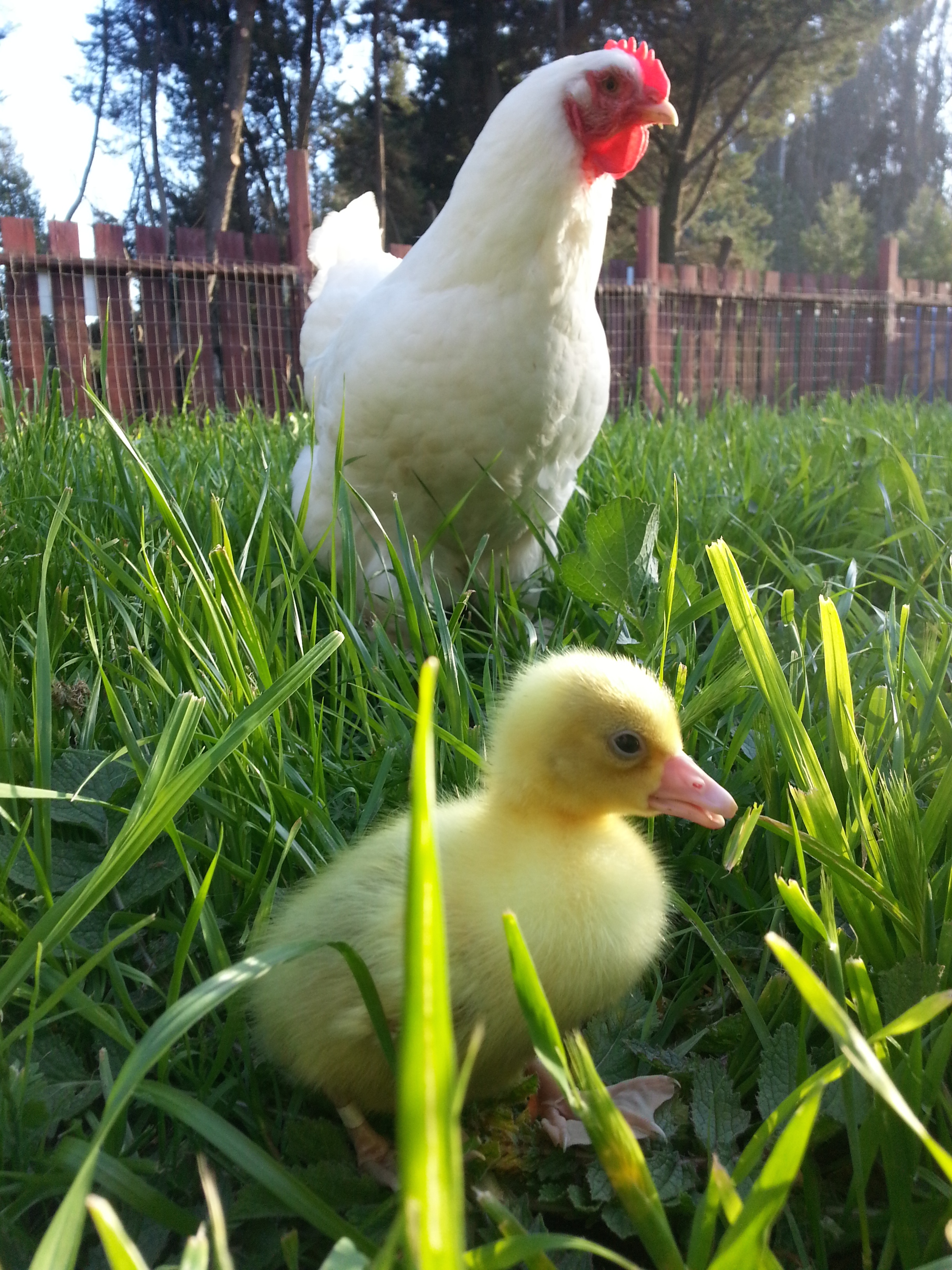 Lady (my bully cochin who gets picked on by my gander) is looking to see if he is a snack!