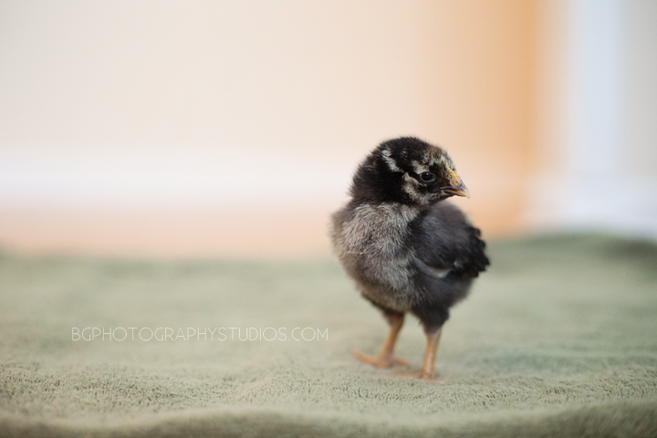 Lady, our Silver-Laced Wyandotte, at 1 week, 2 days old.
--> She's an attention-seeker! She's neck + neck fighting for rule of the hen house with Leven (her older sister). Lady is very friendly and fights to be the first to roost on your arm. Whenever we have her out, she waddles her feathers into the towel and will fall asleep on her side with one foot all crannied up. Her personality is BIG, and I think she will grow into that just fine!