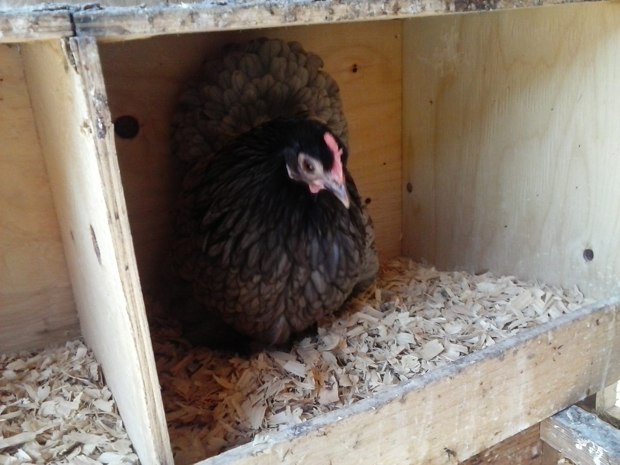 Lady Stark, my 1.5 yr old Blue hen hanging out in her favorite nest box.