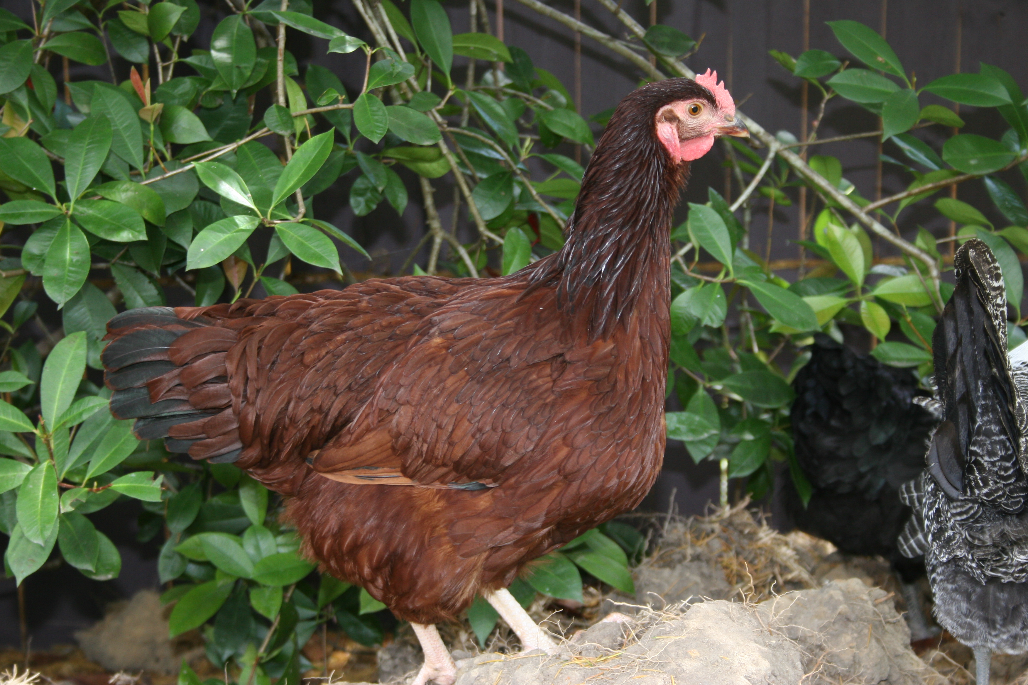 Ladybird the Rhode Island Red 21 weeks old