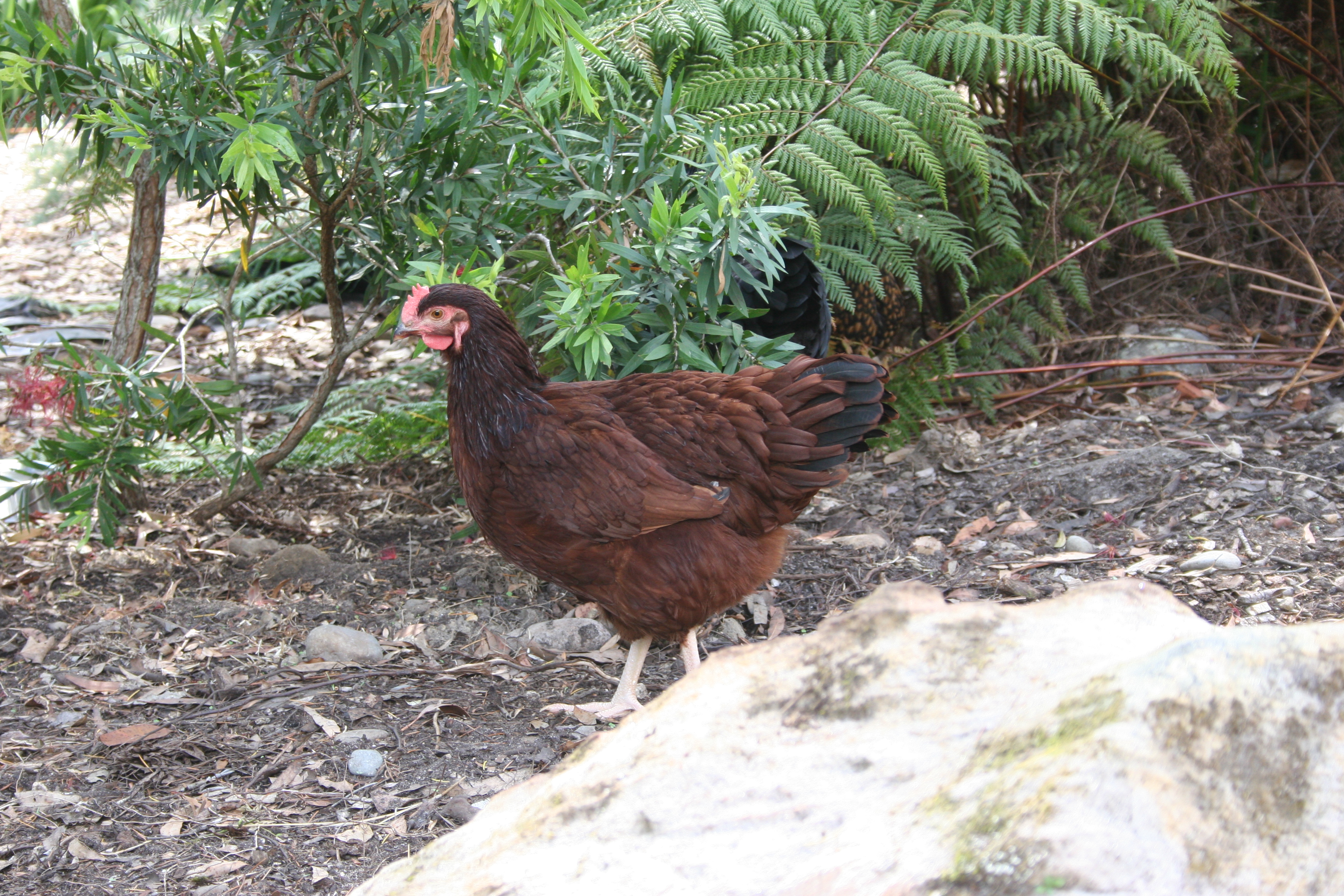 Ladybird the Rhode Island Red 21 weeks old