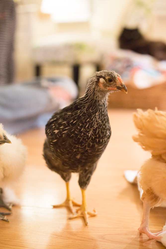 Lady's lookin' like a wyandotte! 5 weeks, 6 days.