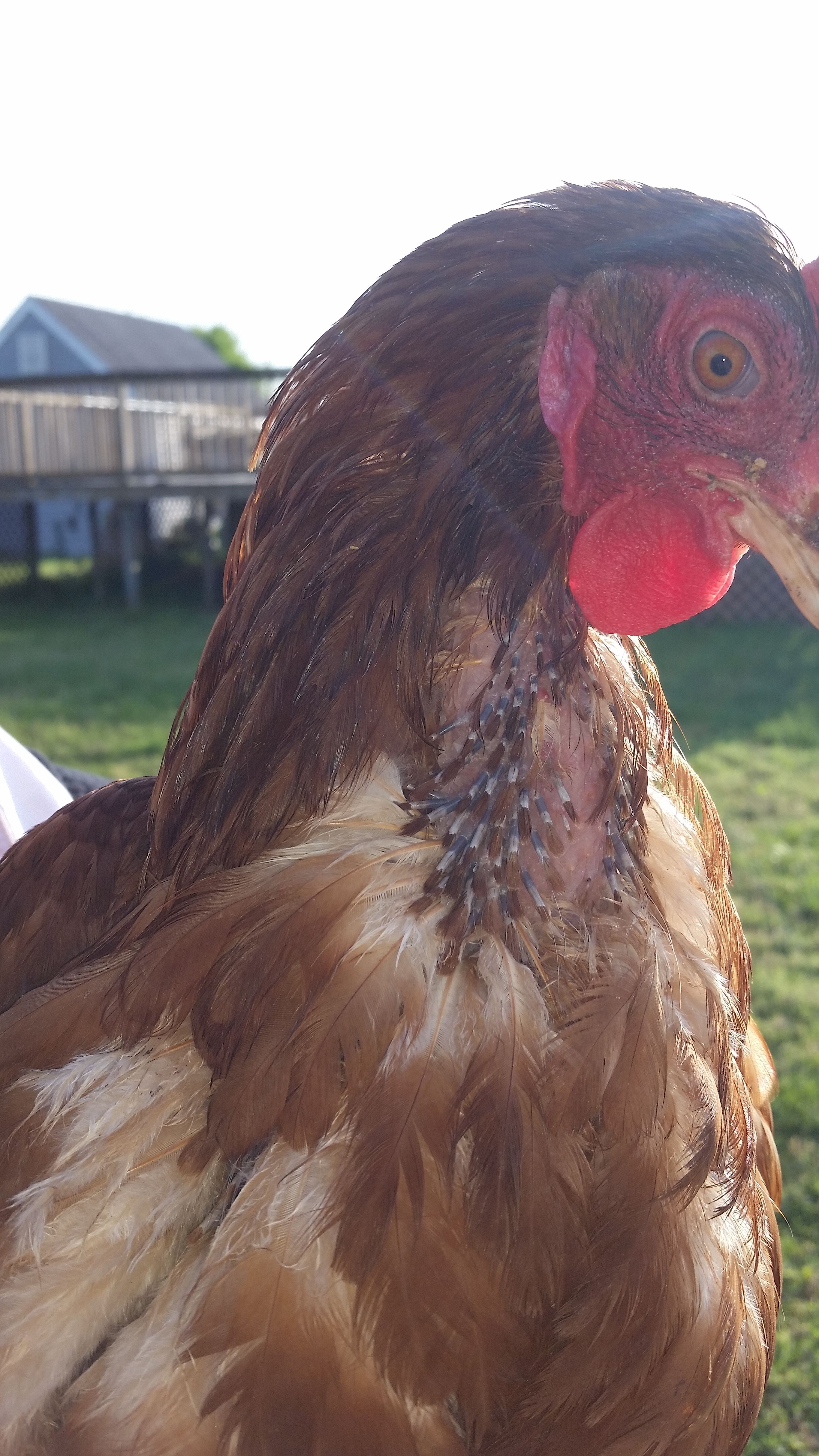 Lahey's feathers growing back in