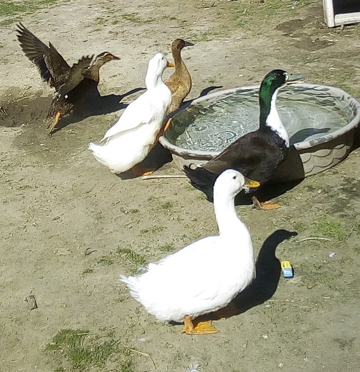 Lake, Oreo, Donald, daisy and our unnamed lady duck by the water.