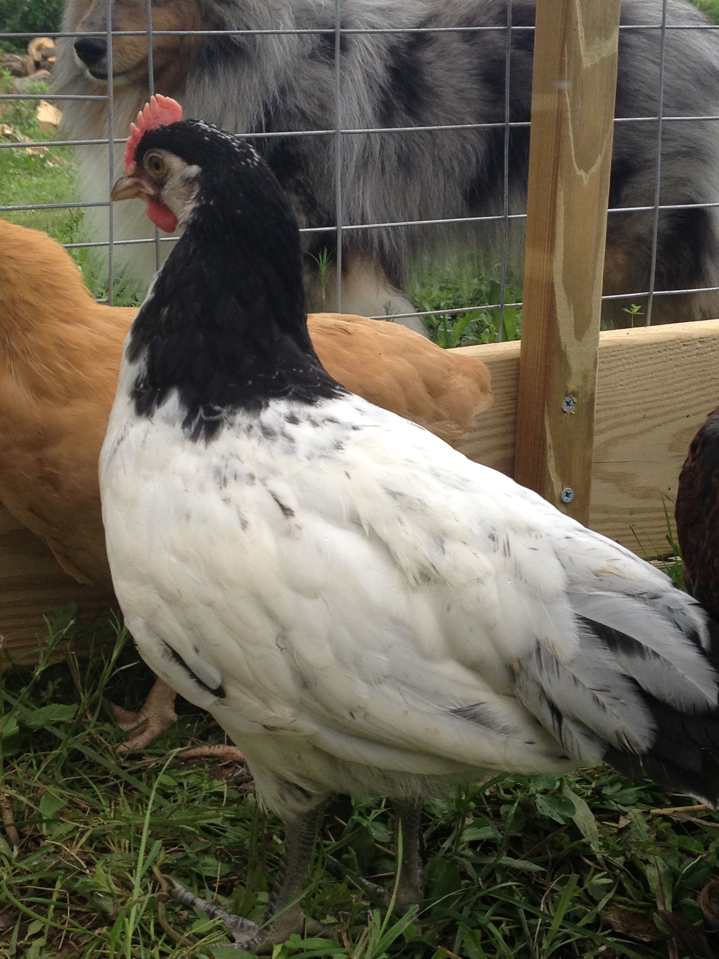 Lakenvelder Cockerel - Lightning