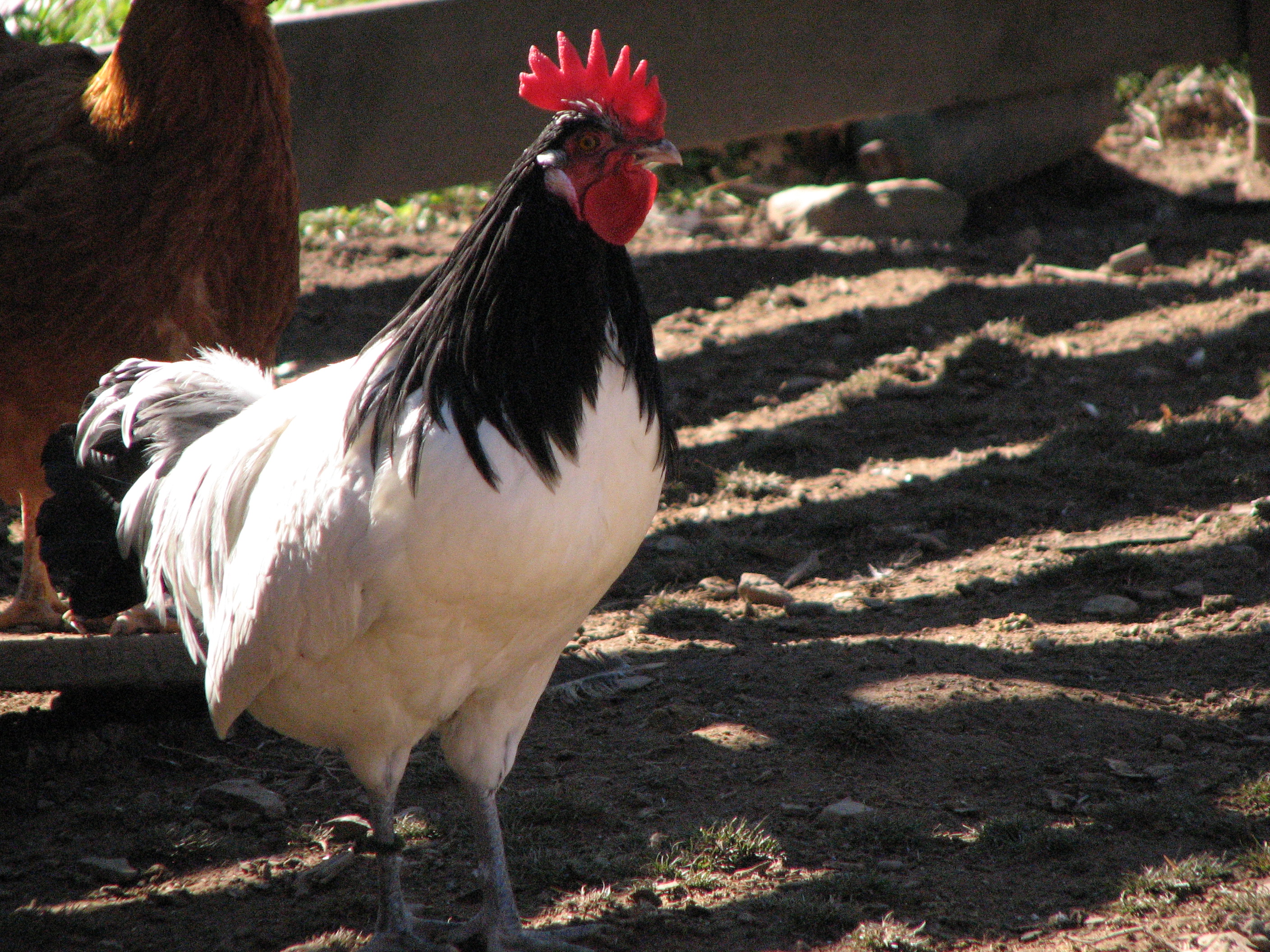 Lakenvelder rooster
