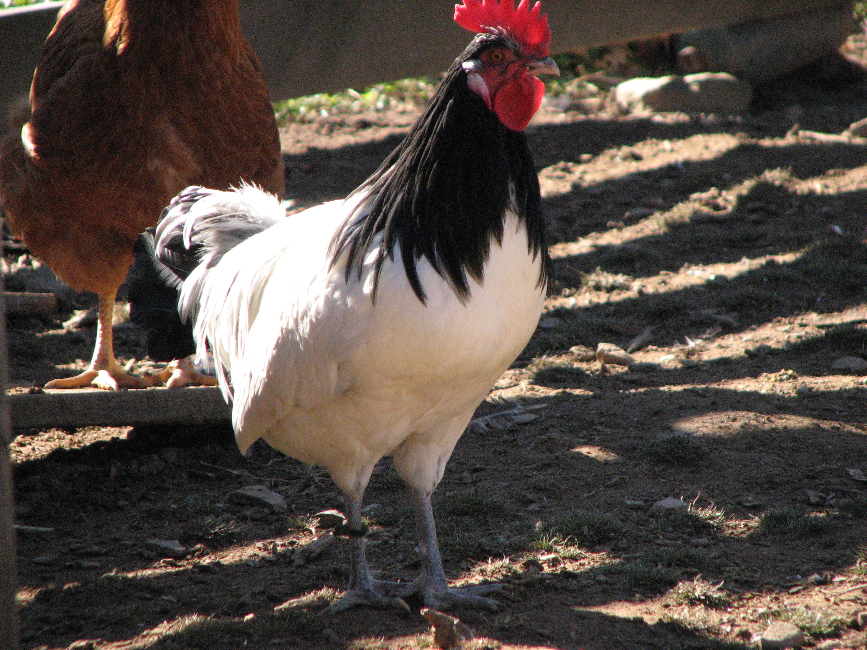 Lakenvelder rooster