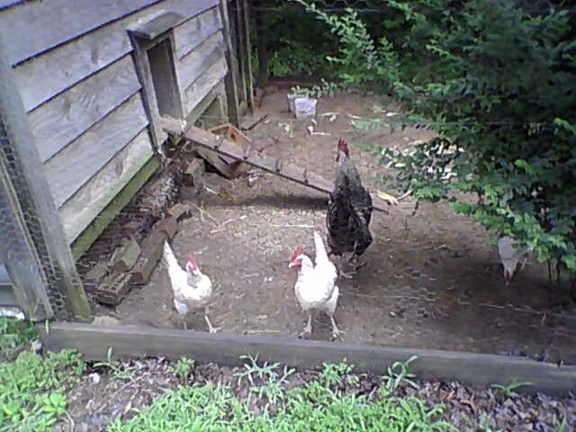 Lakin and some of the new hens June 2012