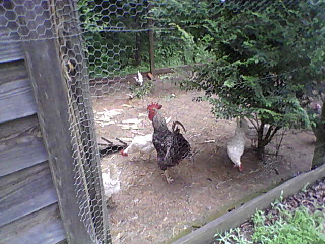 Lakin and the new hens June 2012