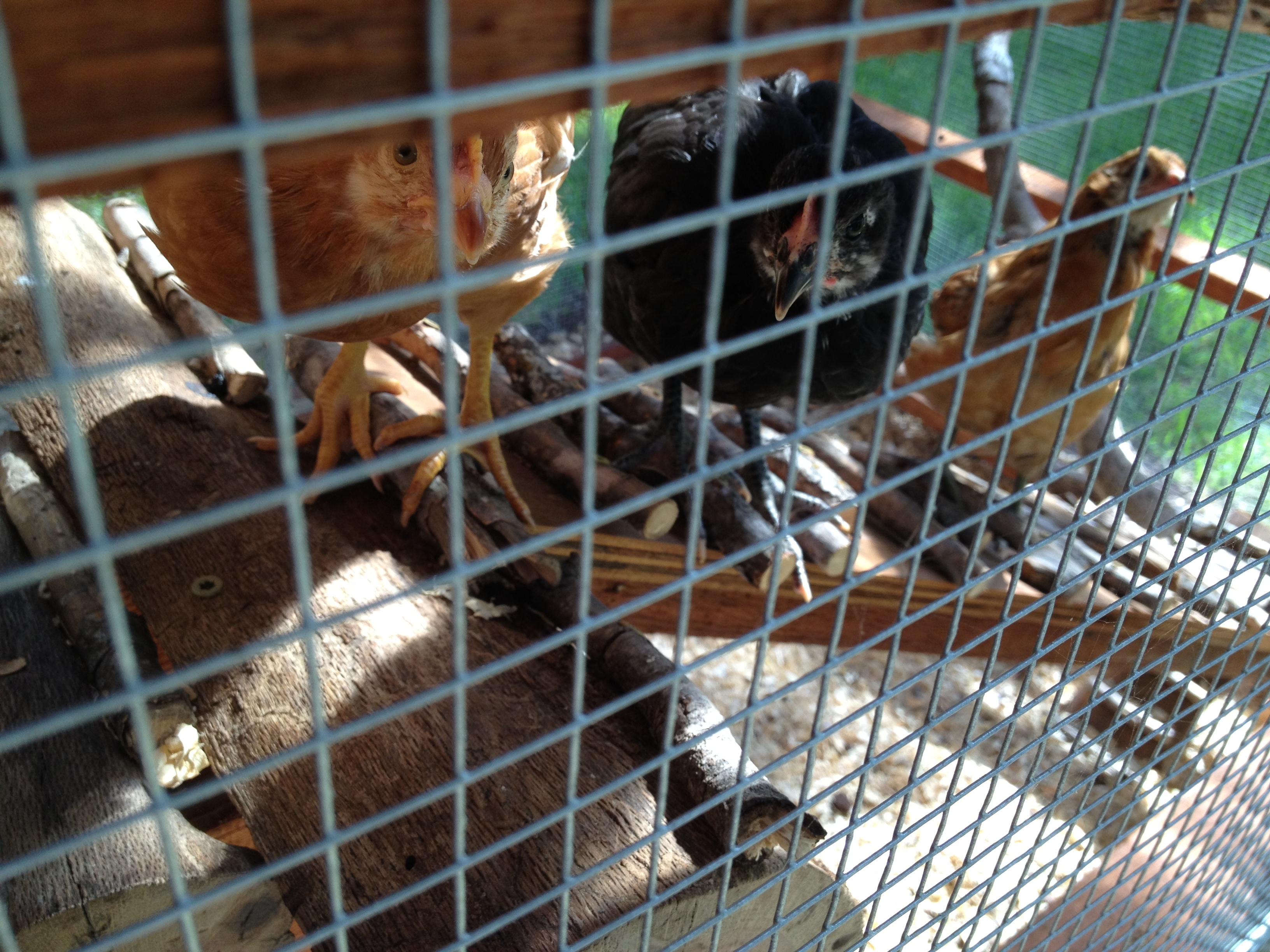 Landing and ladder.

L-R; Goldie (Golden Sex Link), Betty (Black Australorp), as yet unnamed (Easter Egger).