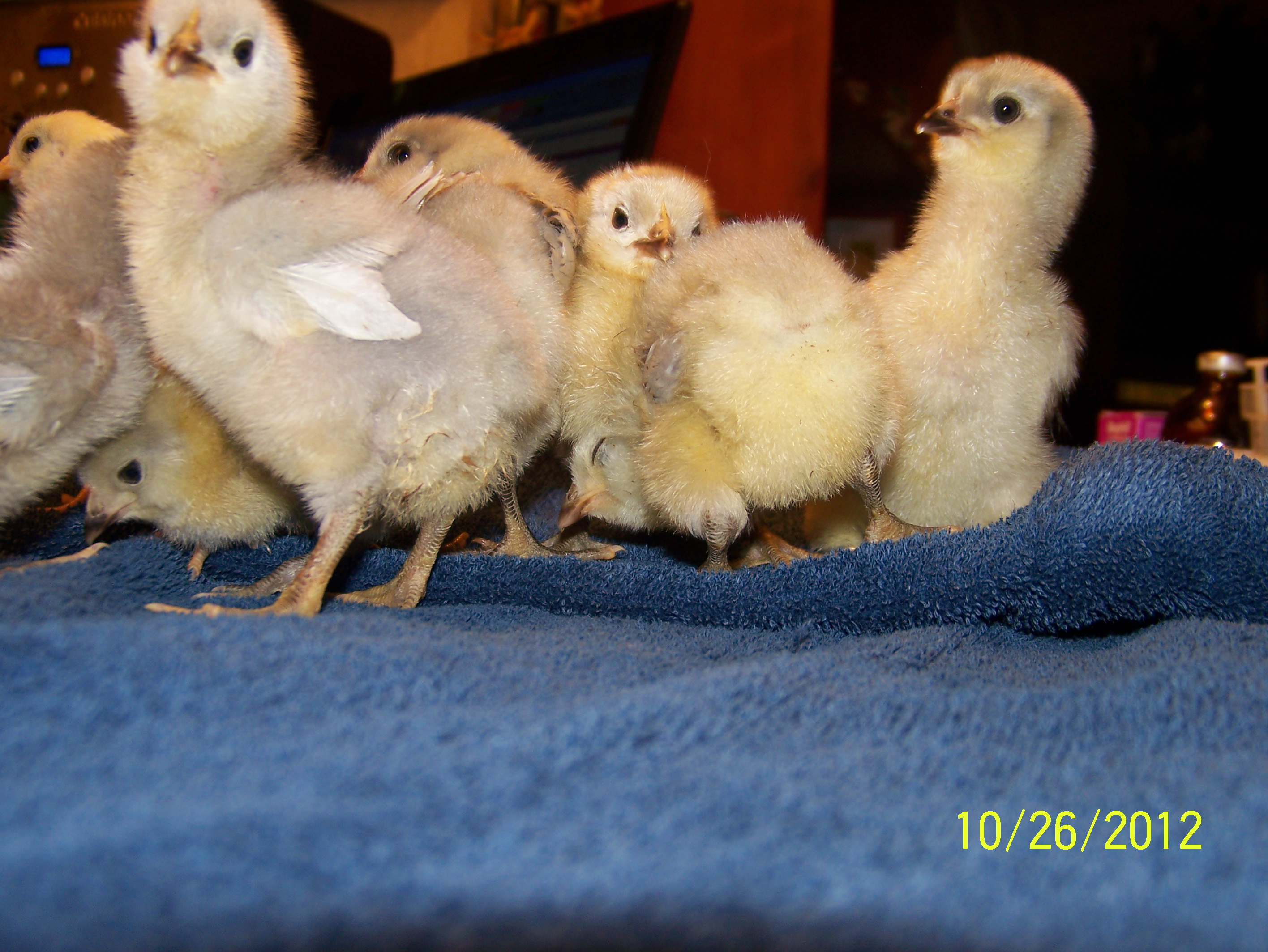 Laney is in the front.  They will be going to show in Octoberr 2013.