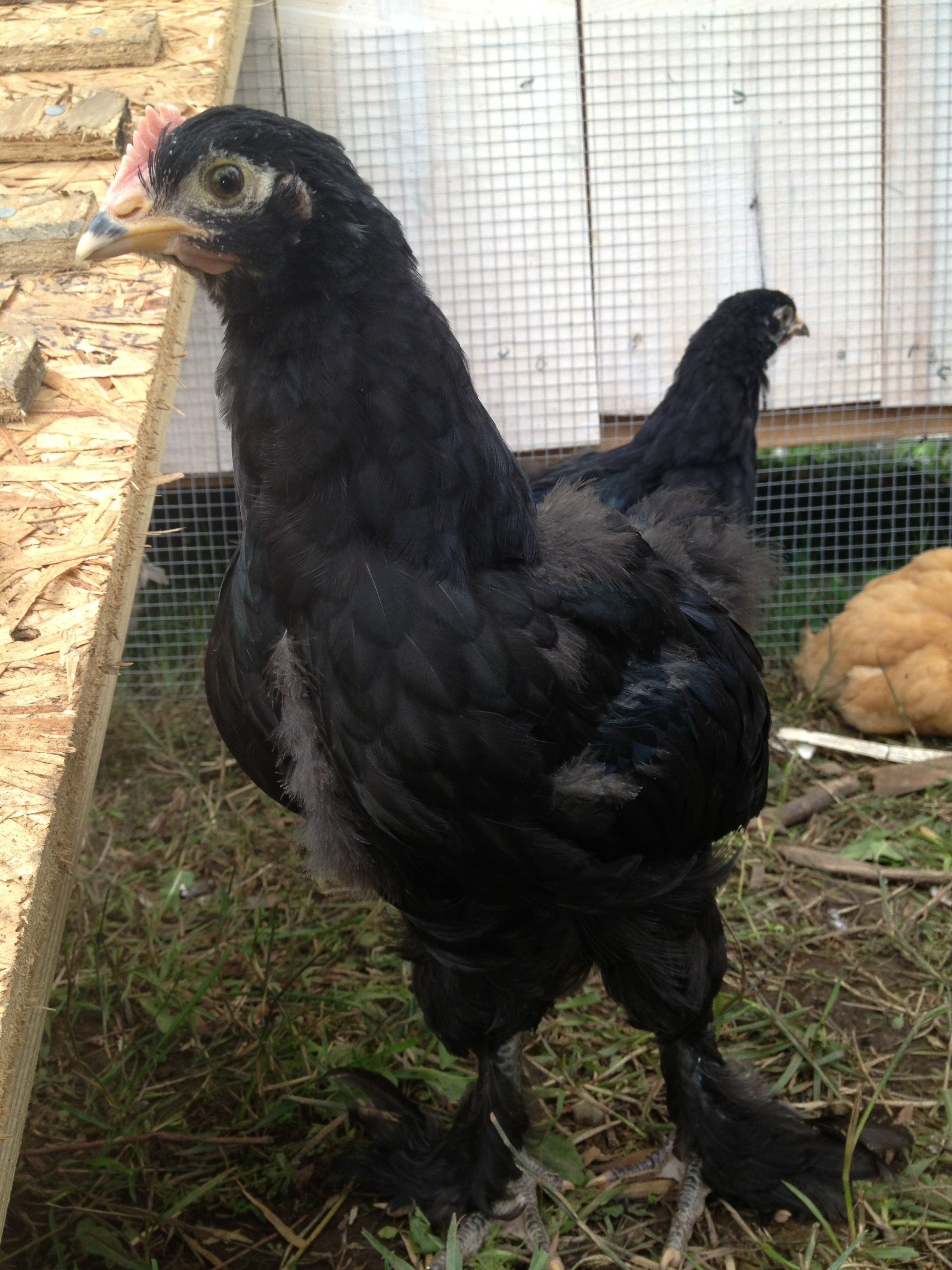 Langshan Cokerel - Kiki