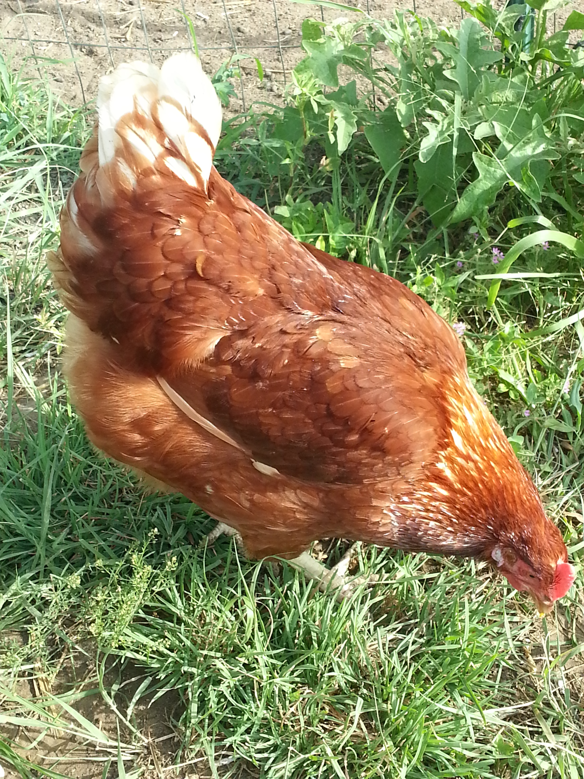 Lapiz, our Red Sexlink.