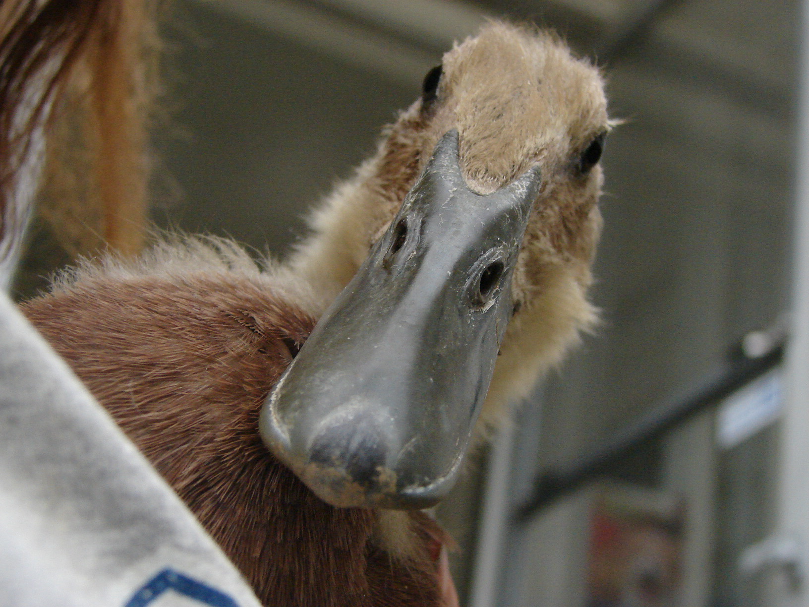 Larch as his feathers were coming in.