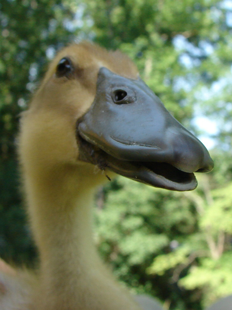 Larch says quack.