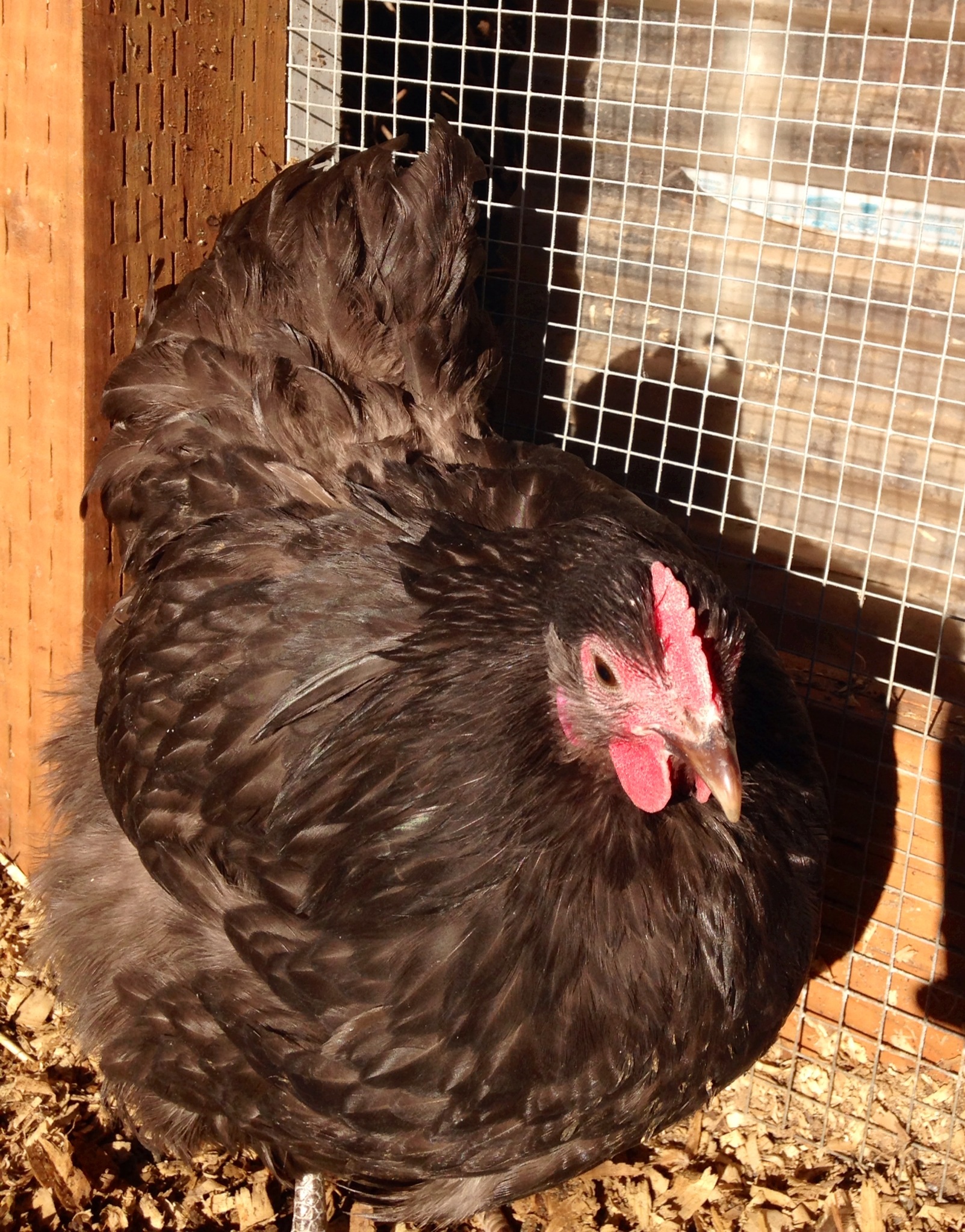 Large BANTAM English Chocolate Orpingtons. Extremely gentle and sweet hens and roosters. They actually prefer their coop to free ranging and are far too sweet to mix into a flock of Rhode Island Reds or other dominant breeds. I am breeding for large size, sweetness, and conformity to English standards.
Fertile Eggs Available for $3 each in the Portland, OR area call or text Amanda 971-241-9874
I am willing to ship. If eggs must be shipped they will be $40 per dozen plus actual shipping cost from 97267 to you.