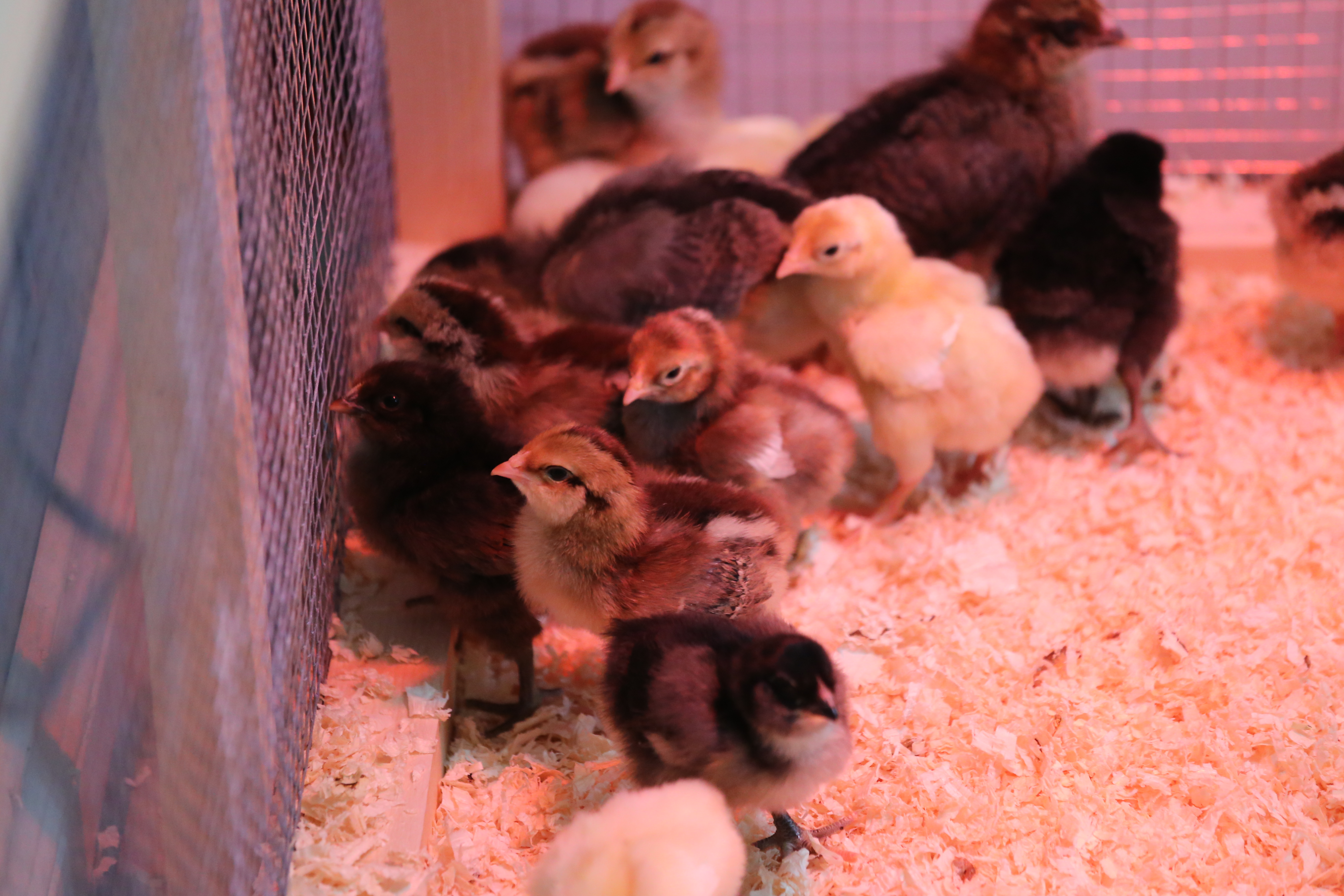 Large Fowl White Cornish and some Egg layer X chicks at 5 days of age