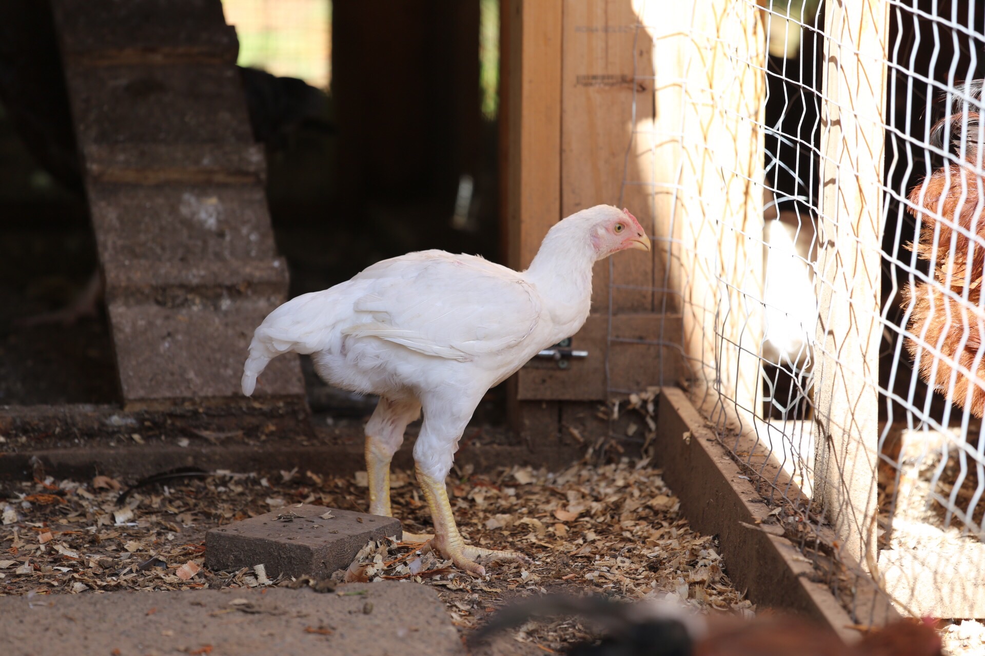 Large fowl White Cornish at 12 weeks of age.