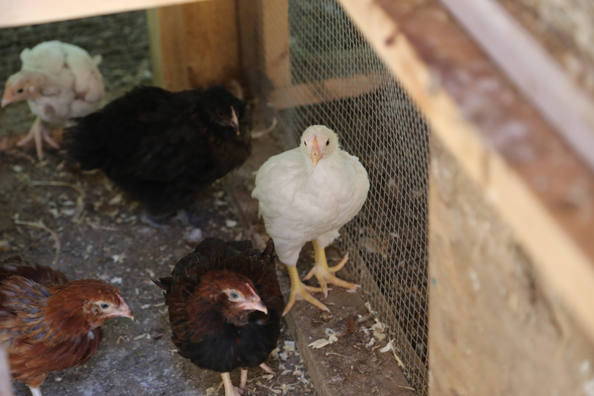 Large Fowl White Cornish at 3 weeks of age.