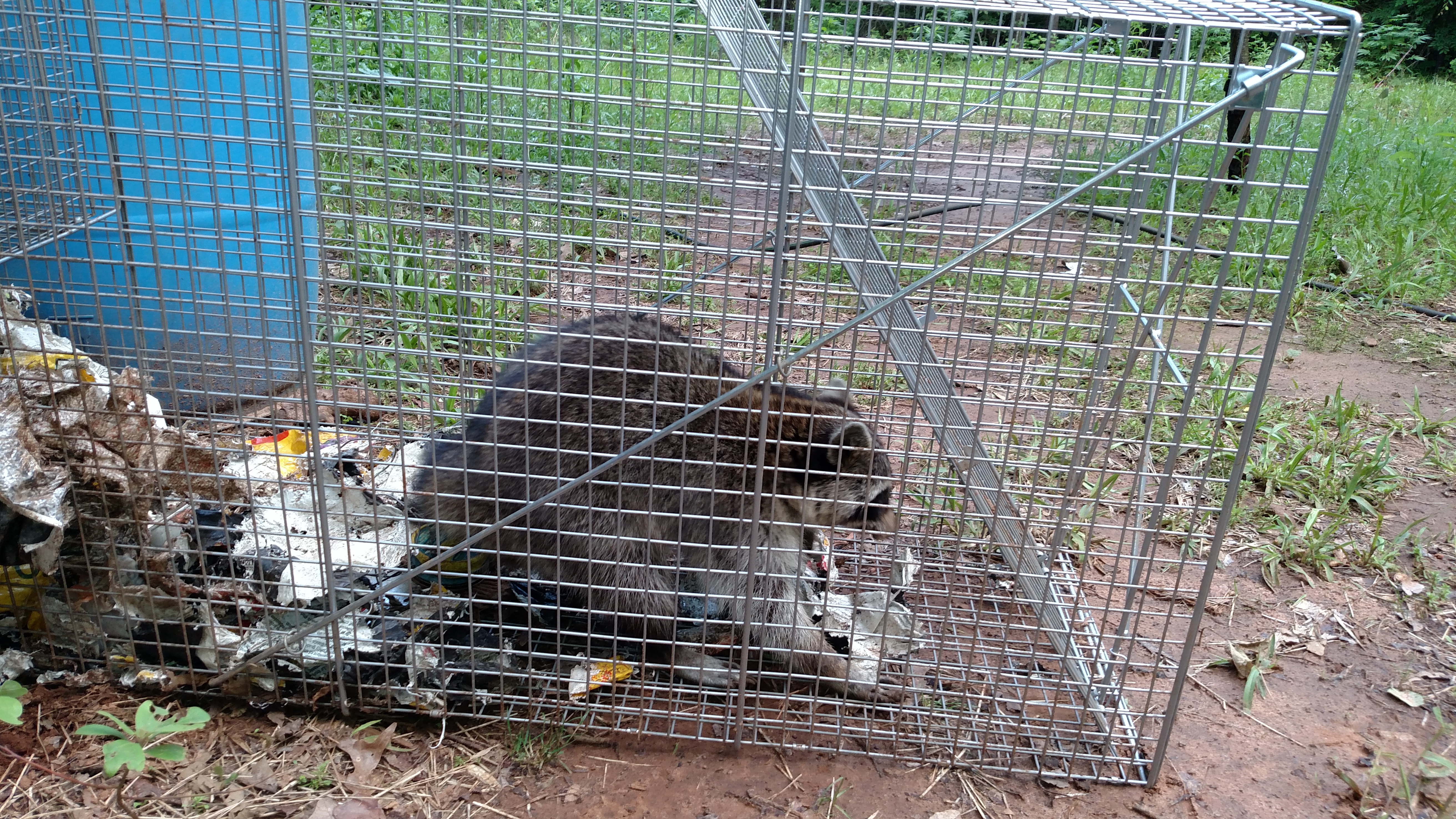 Large live animal trap works. BackYard Chickens
