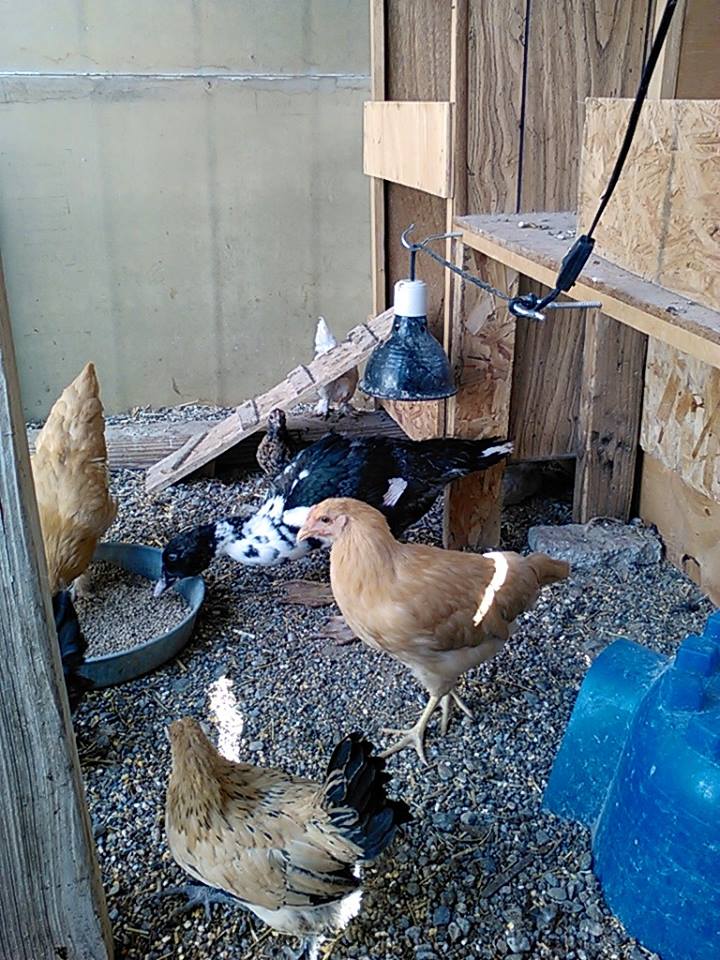 Larry and some of the hens having a feed.