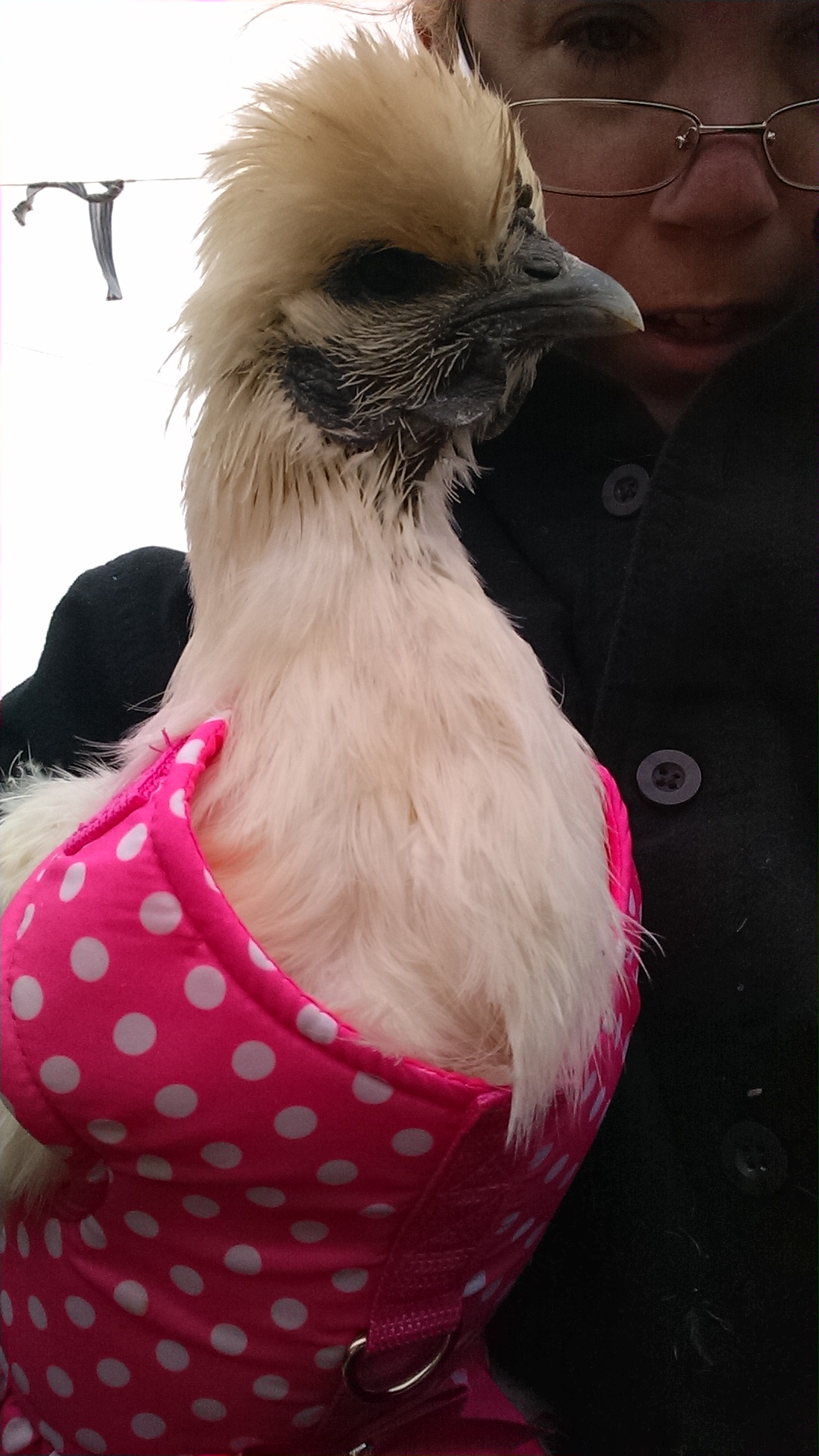 Larry didn't like her pink harness but the rest of the flock loved it.