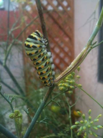 *
Larva...Anise Swallowtails can be common in the spring in the Rocky Mountains west to California. They feed on various species of parsleys. They usually only have one flight in the Rocky Mountains and Great Basin; but have multiple flights per year near the California coast where they use fennel as a larval hostplant.