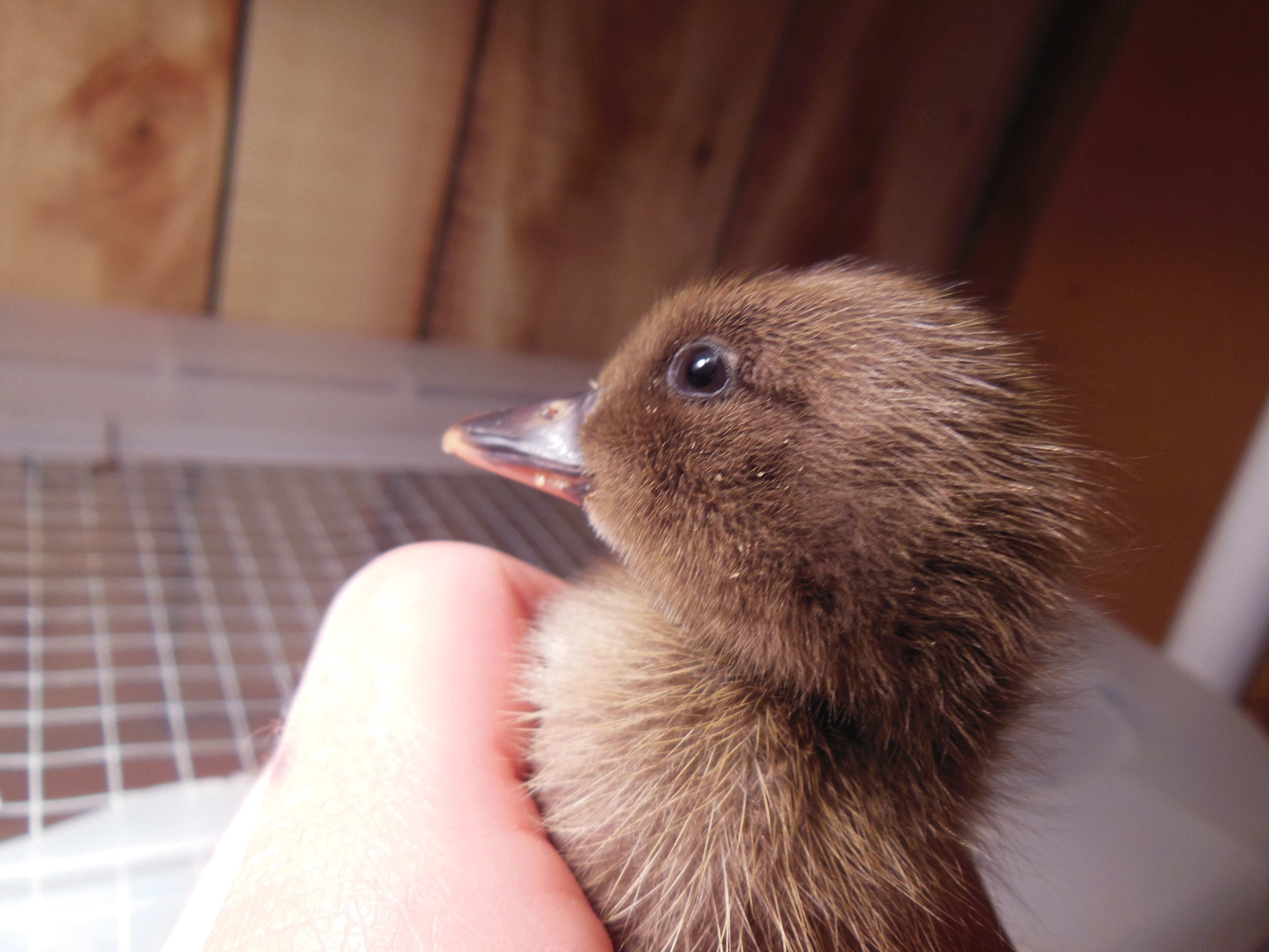 Laser, 2 day old Khaki Campbell
