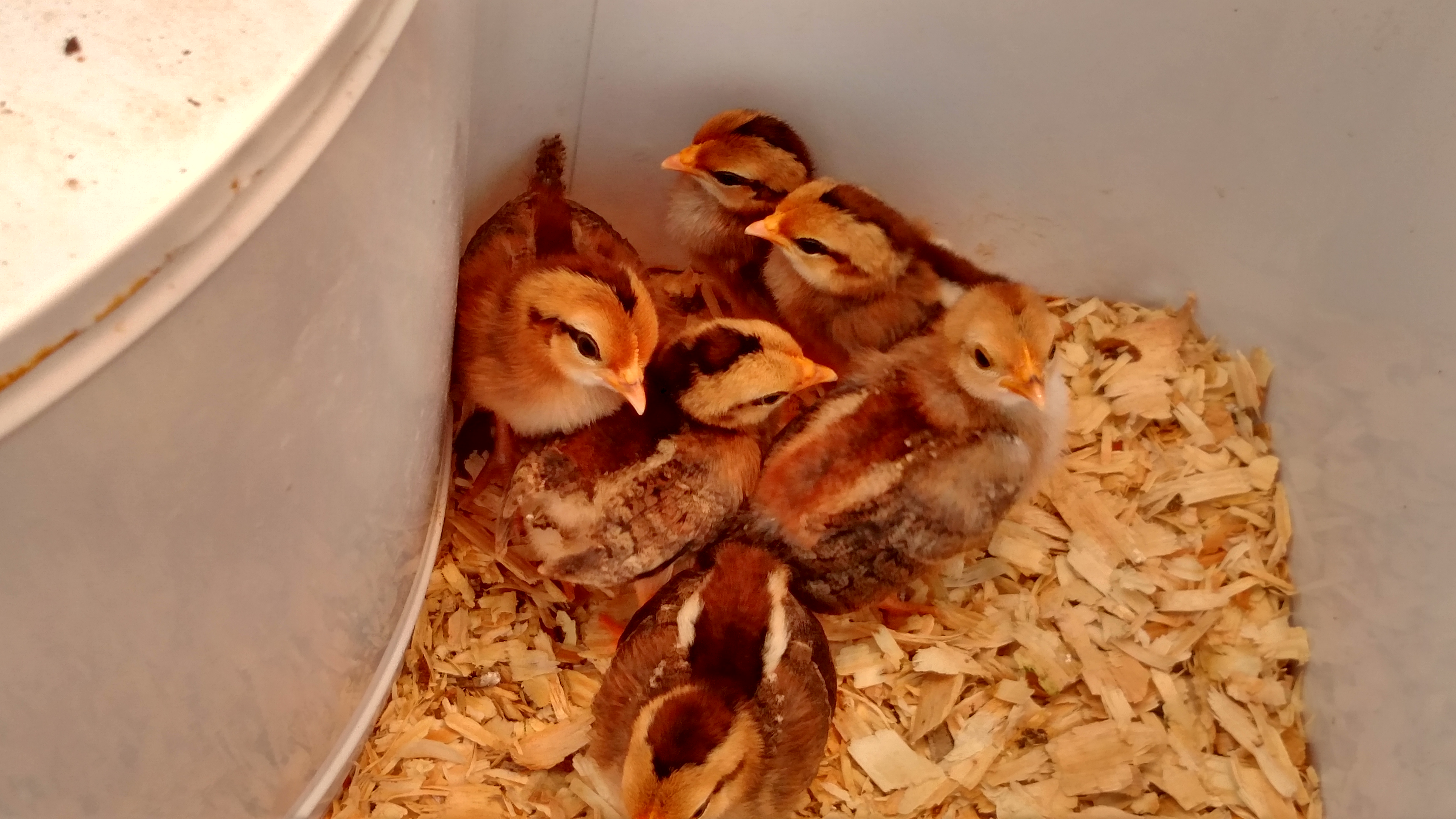 Last 2 hatchlings that made it to mom's freezer makes a nice 6 pack.  Looks like 2 maybe 3 are girls!!   Hooray!!!   My hatching numbers and live chick #'s were horrible.  So signed onto site to learn.  Hope hatch rate and live chick rate goes WAY up.  Have learned loads on site.  And am applying as much as possible.