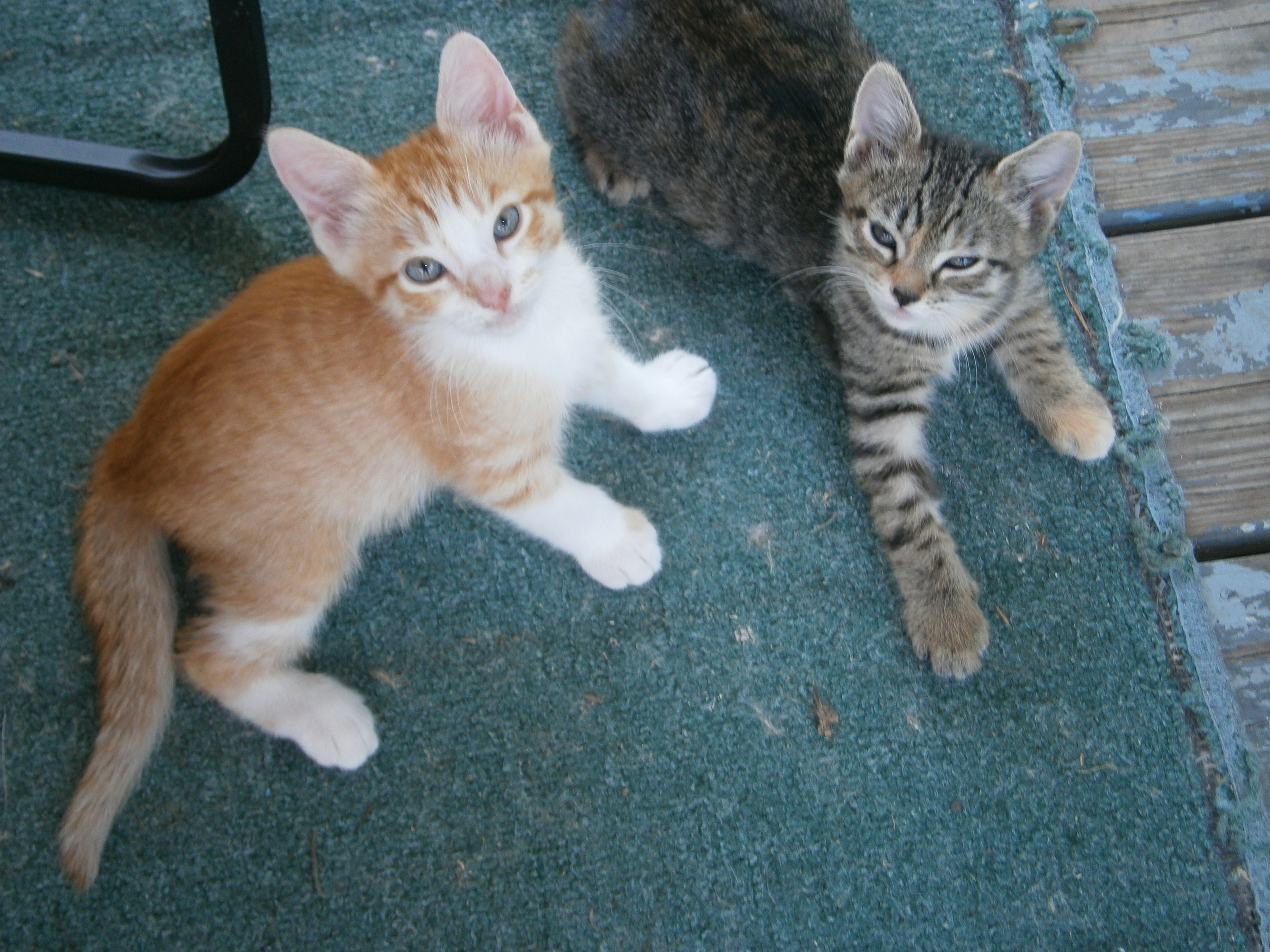 Last 2 of Chloe's 3rd litter, Jessie(left) and Tiger(right)....
