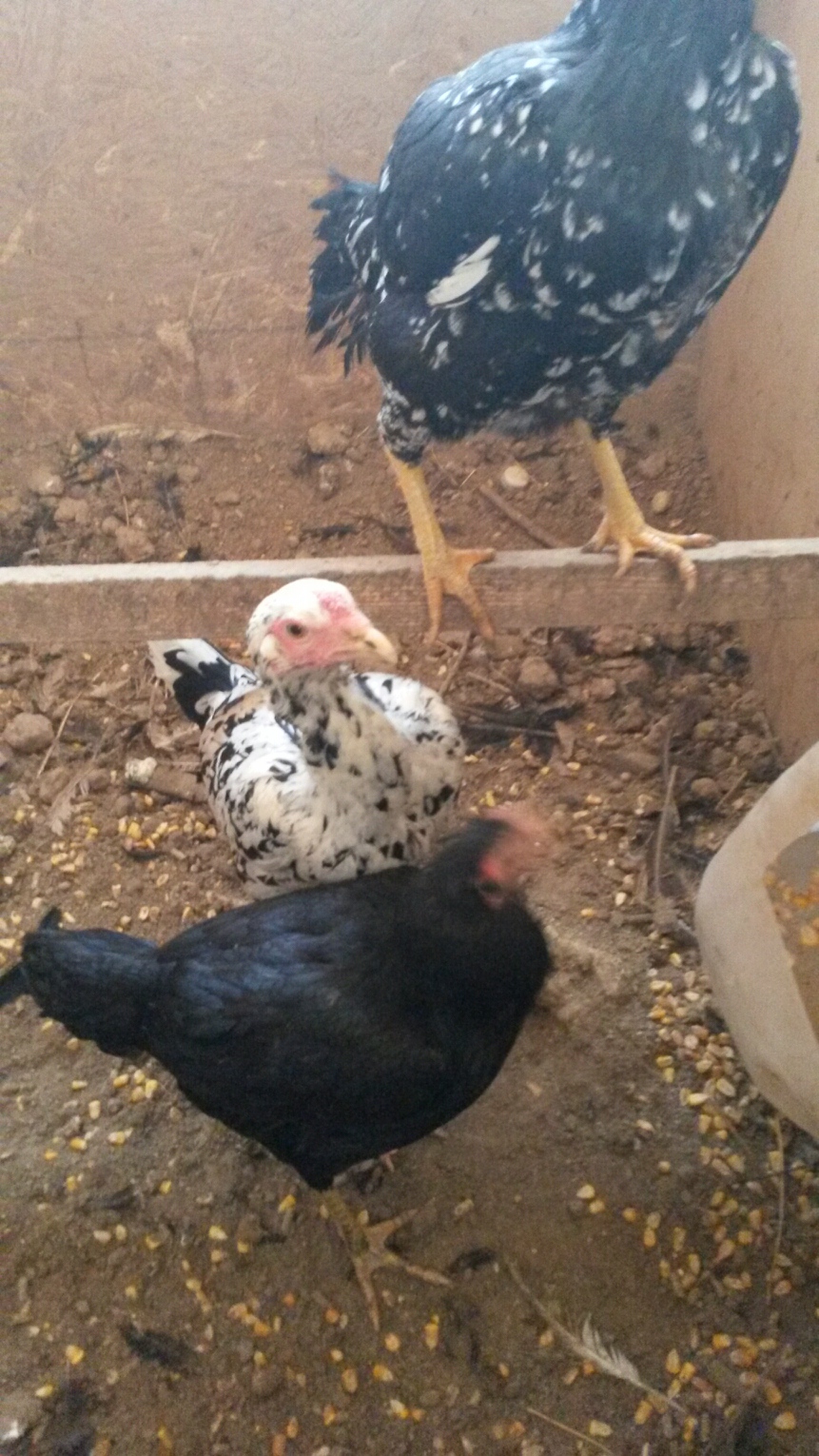 Last Batch of 2013! only keeping these 2 young birds out of the14