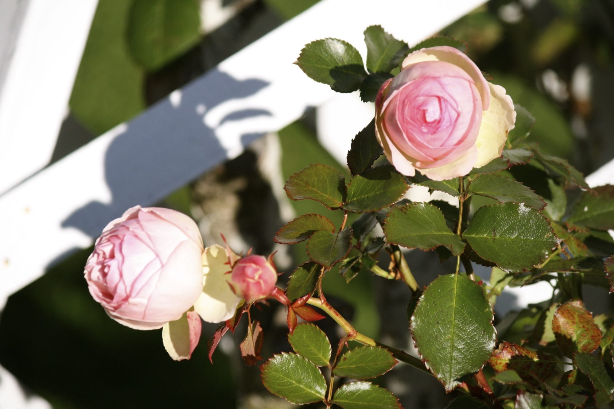 Last buds before winter. Pierre