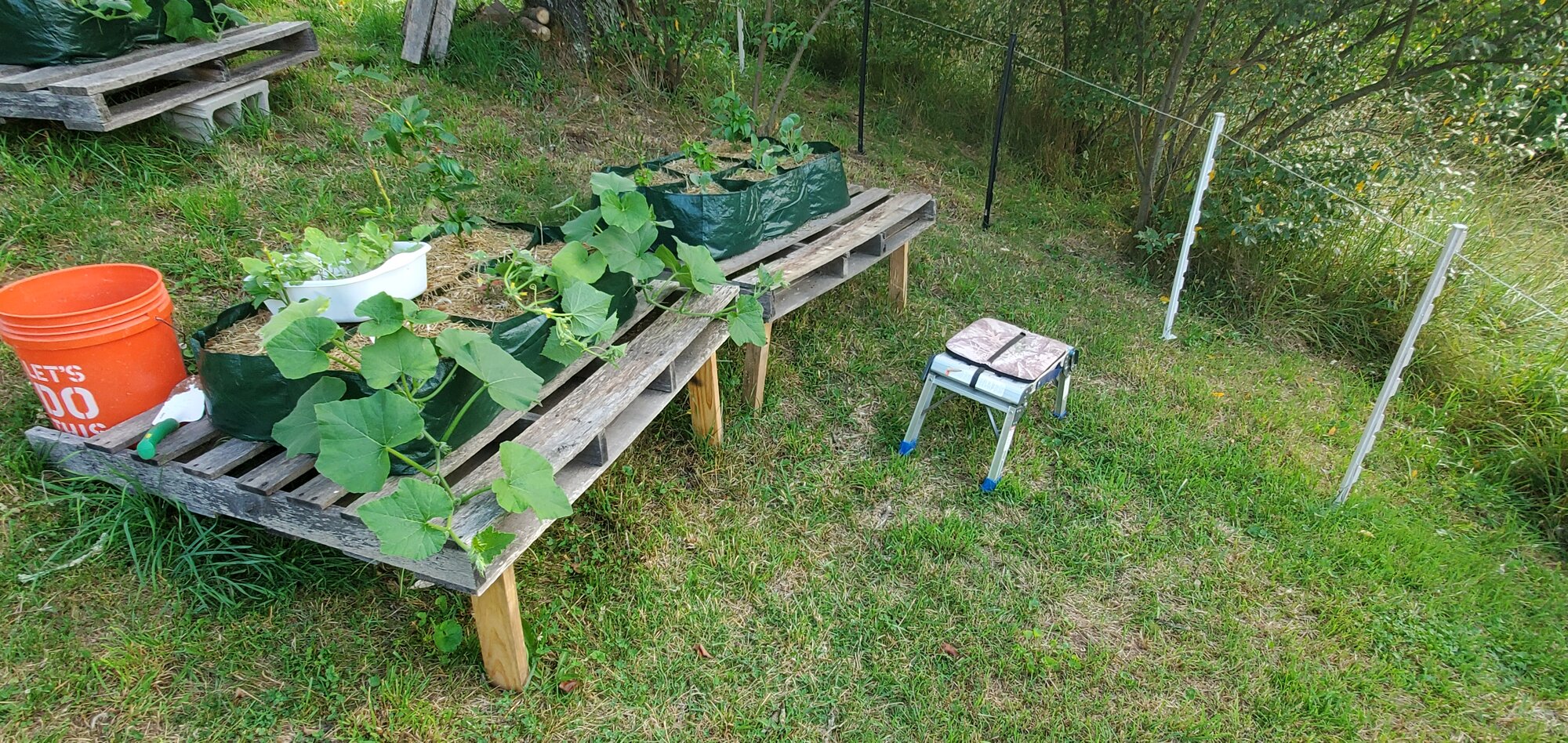 Last day of Spring 2024 and the squash in the pallet-garden are doing fine