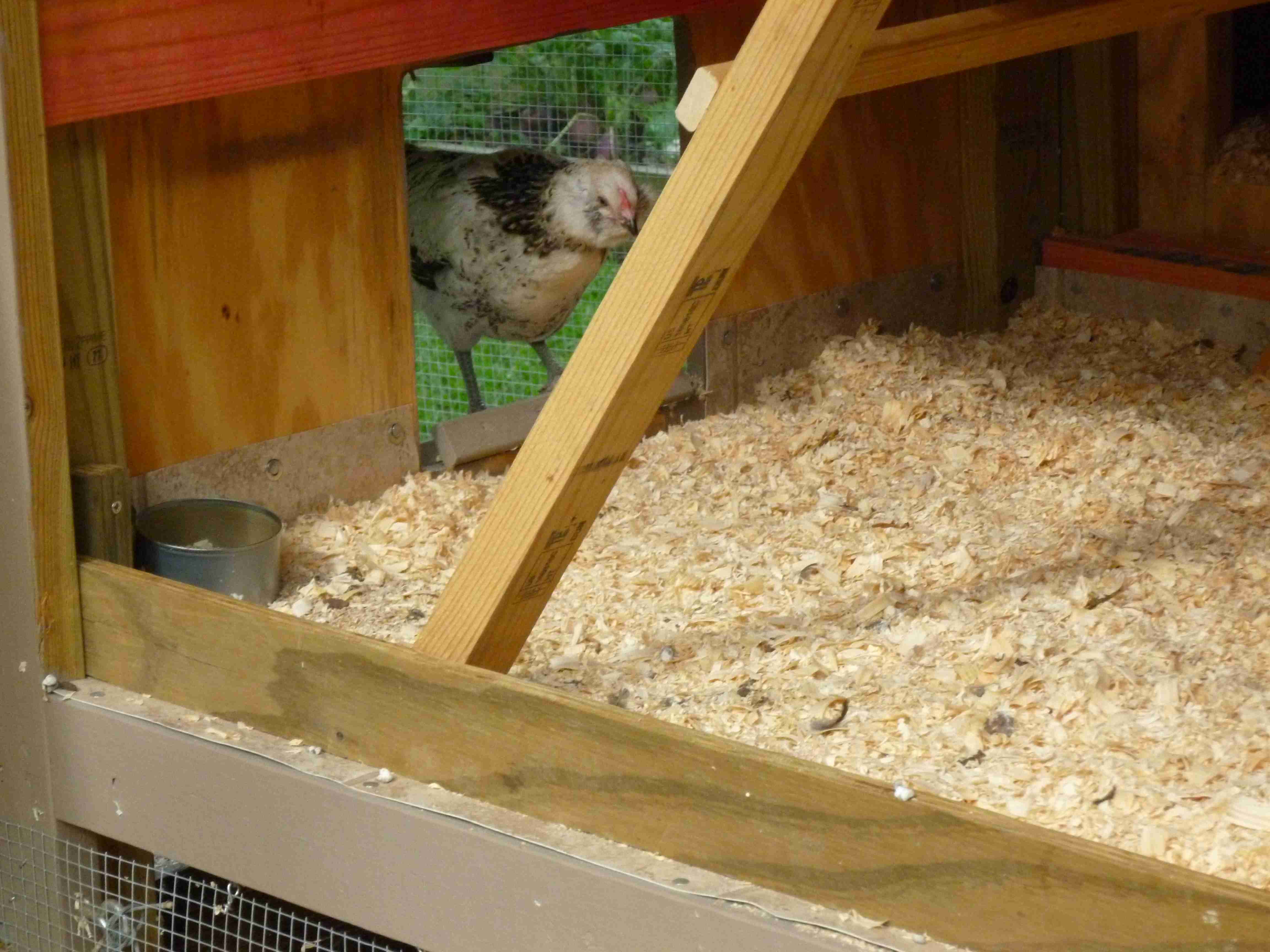 Last night was huge. The girls made it into their coop, on their own, for the first time at bed time. They graduated ramp training 101  !!