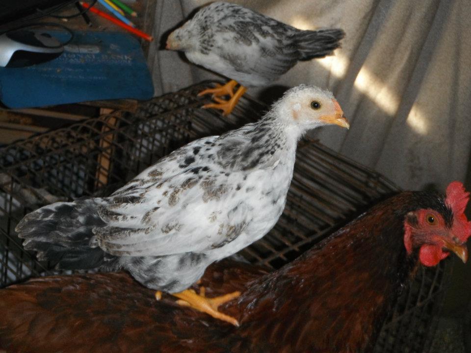 last pic opp for chicken baby on momma's back.