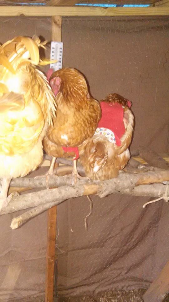 Last Spring or winter.  Girls and Roo on their Roost.  Ethel and Lucy and Big Daddy.