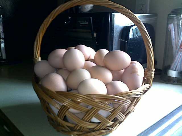 Last summer's harvest from just a few hens.  This was about two-three days worth.