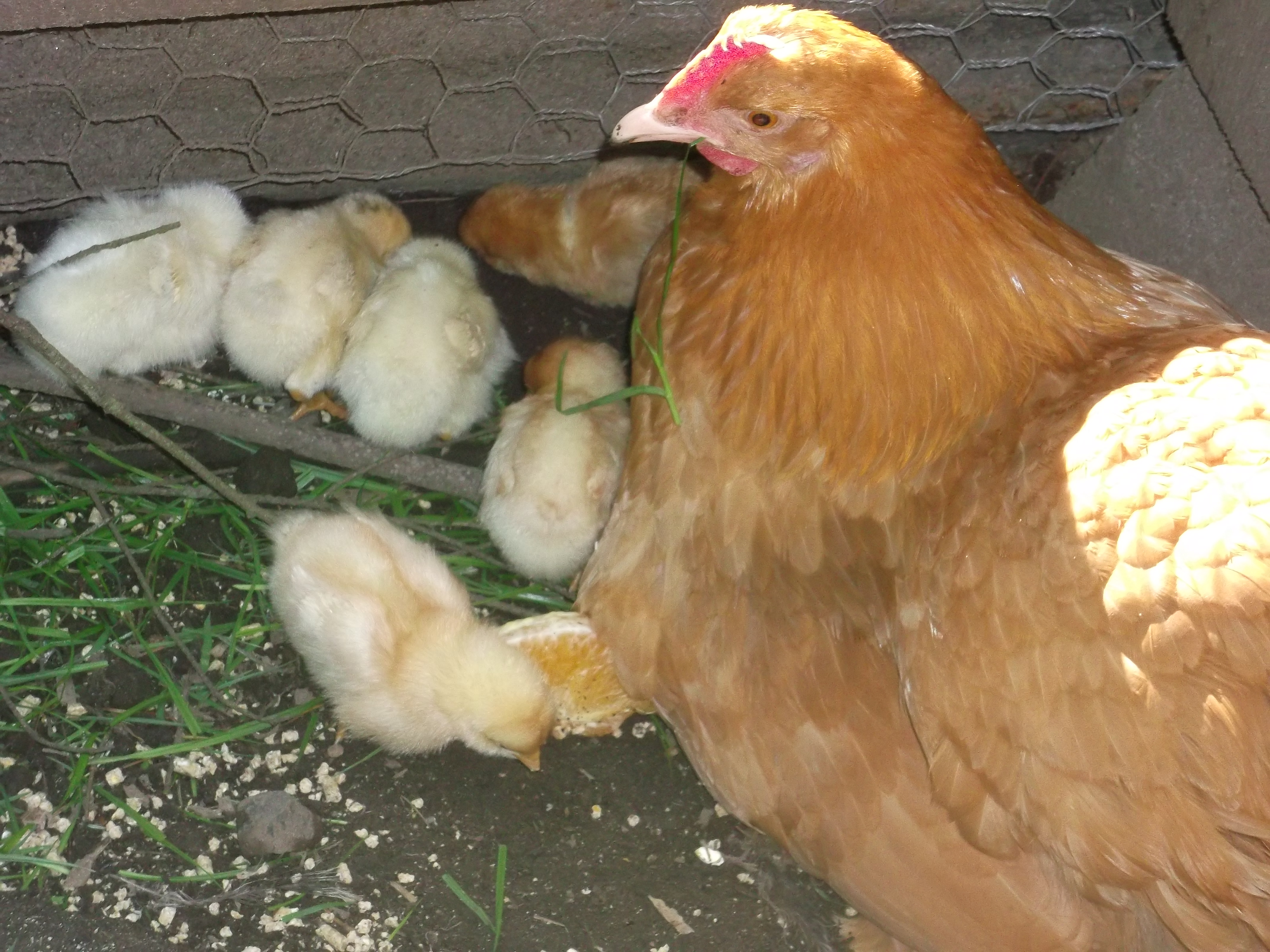 Last summers last hatch