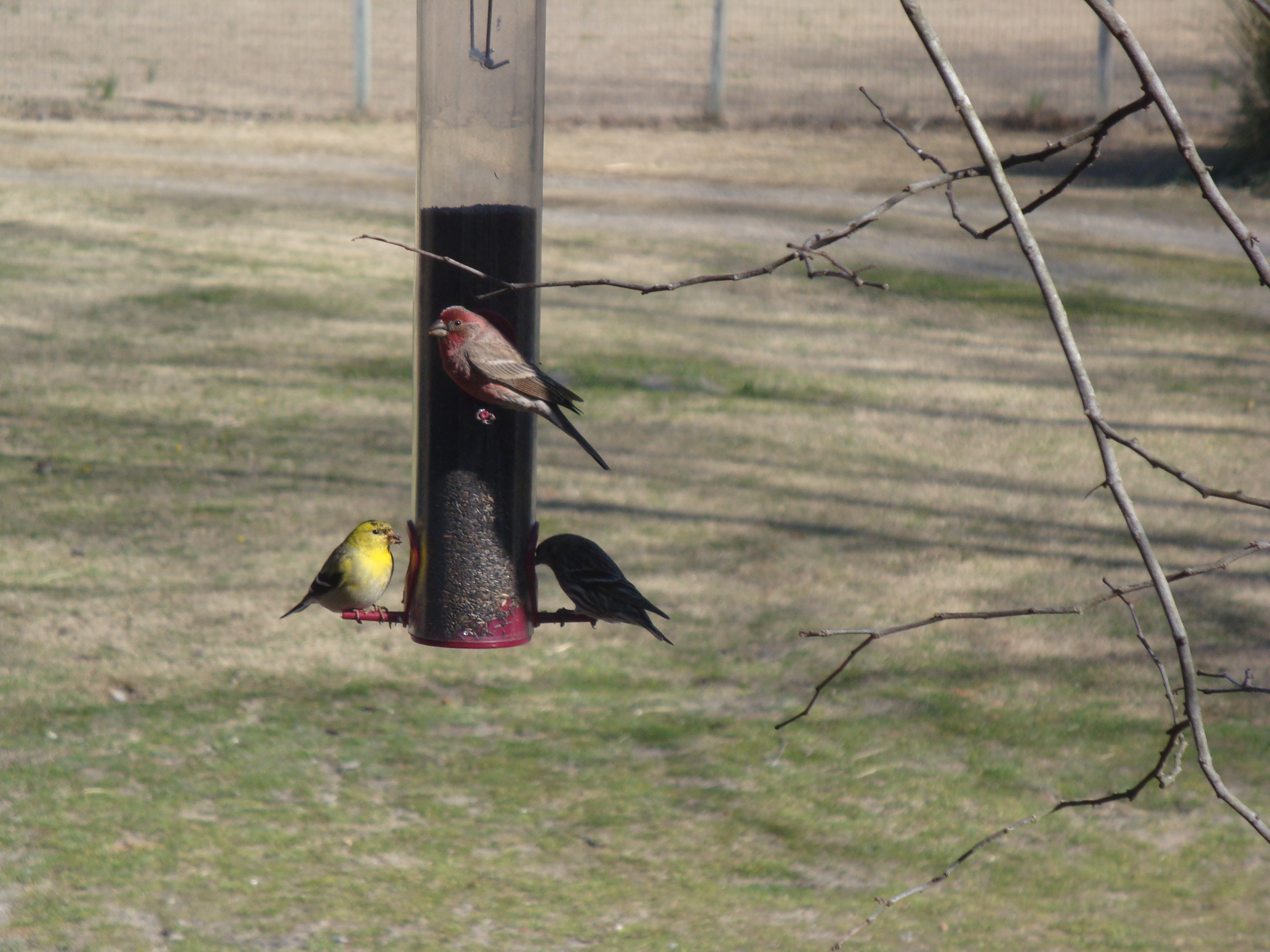 Last year, I bird watched a lot. I saw and identified more than 40
different species in my own yard.In the winter months a nyjer feeder hung beside the kitchen window,where goldfinches,pine
siskins,  purple finches,chickadees,and sparrows came every day to eat.The bird at the top is a purple finch,and the two down below are a goldfinch and a pine siskin.I became more interested in chickens through wild birds.