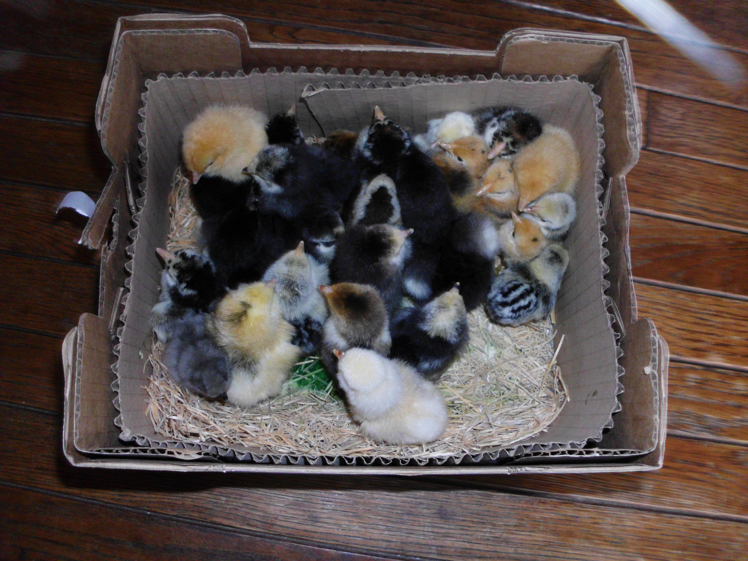 Last years(2012) chick order