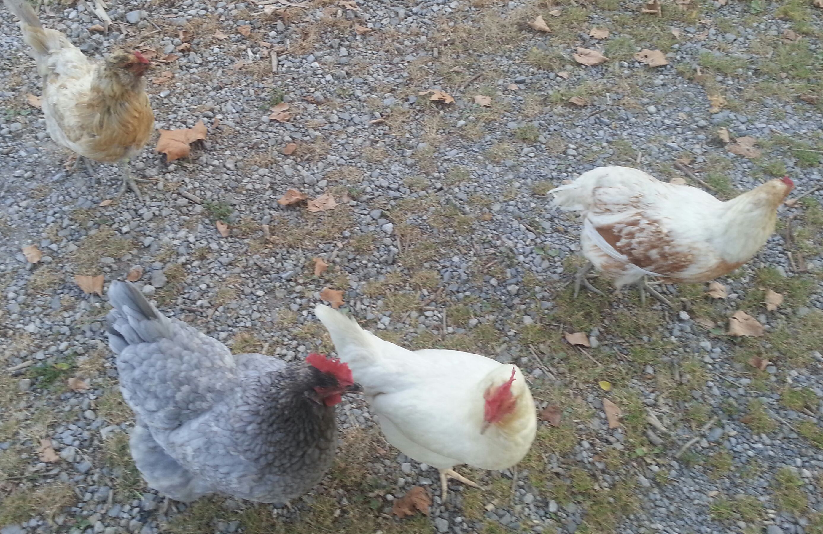 Last years chicks. Only 4 left out of 16. (6 were roos and there were 6 casualties)