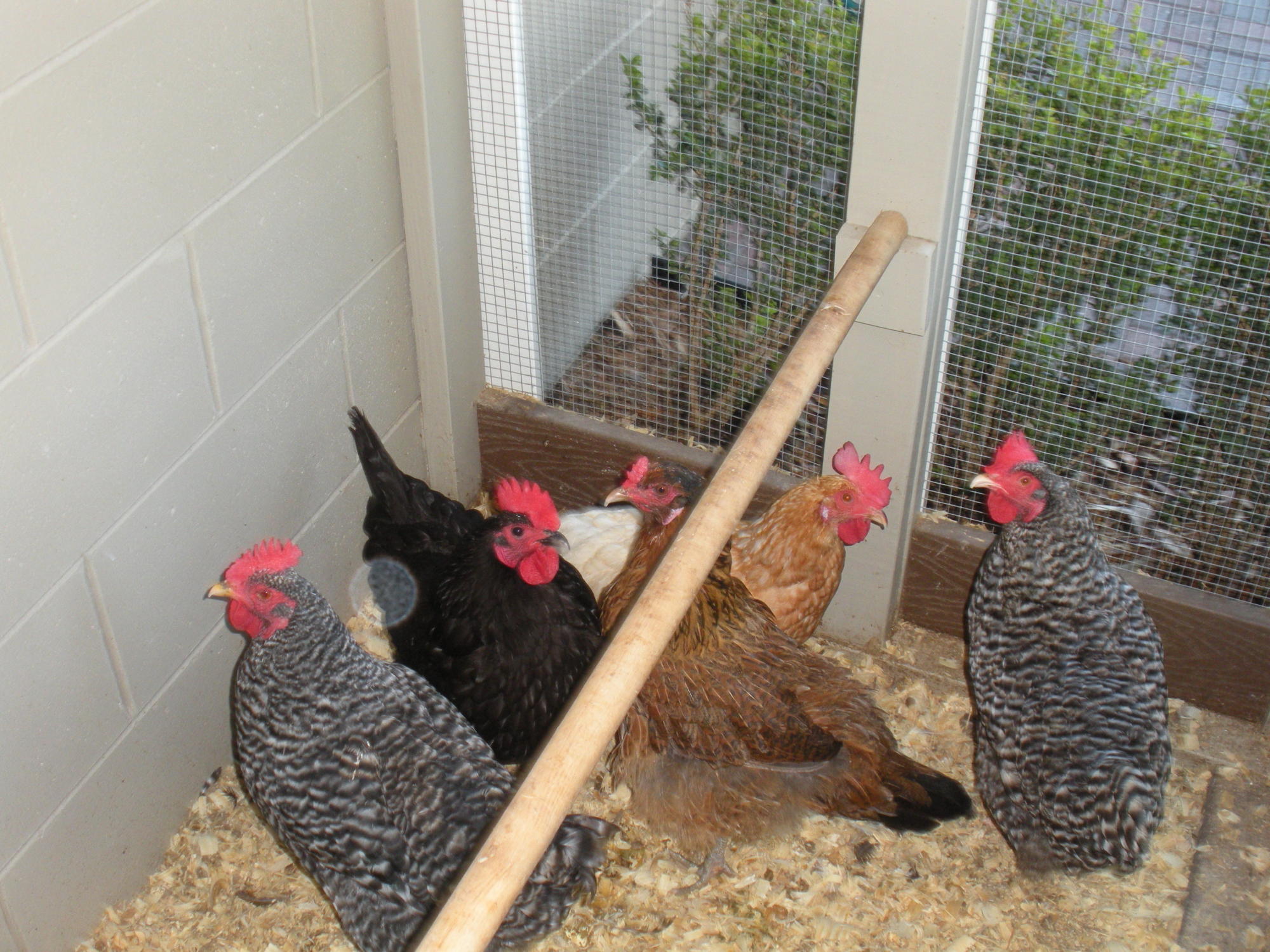 Last year's girls