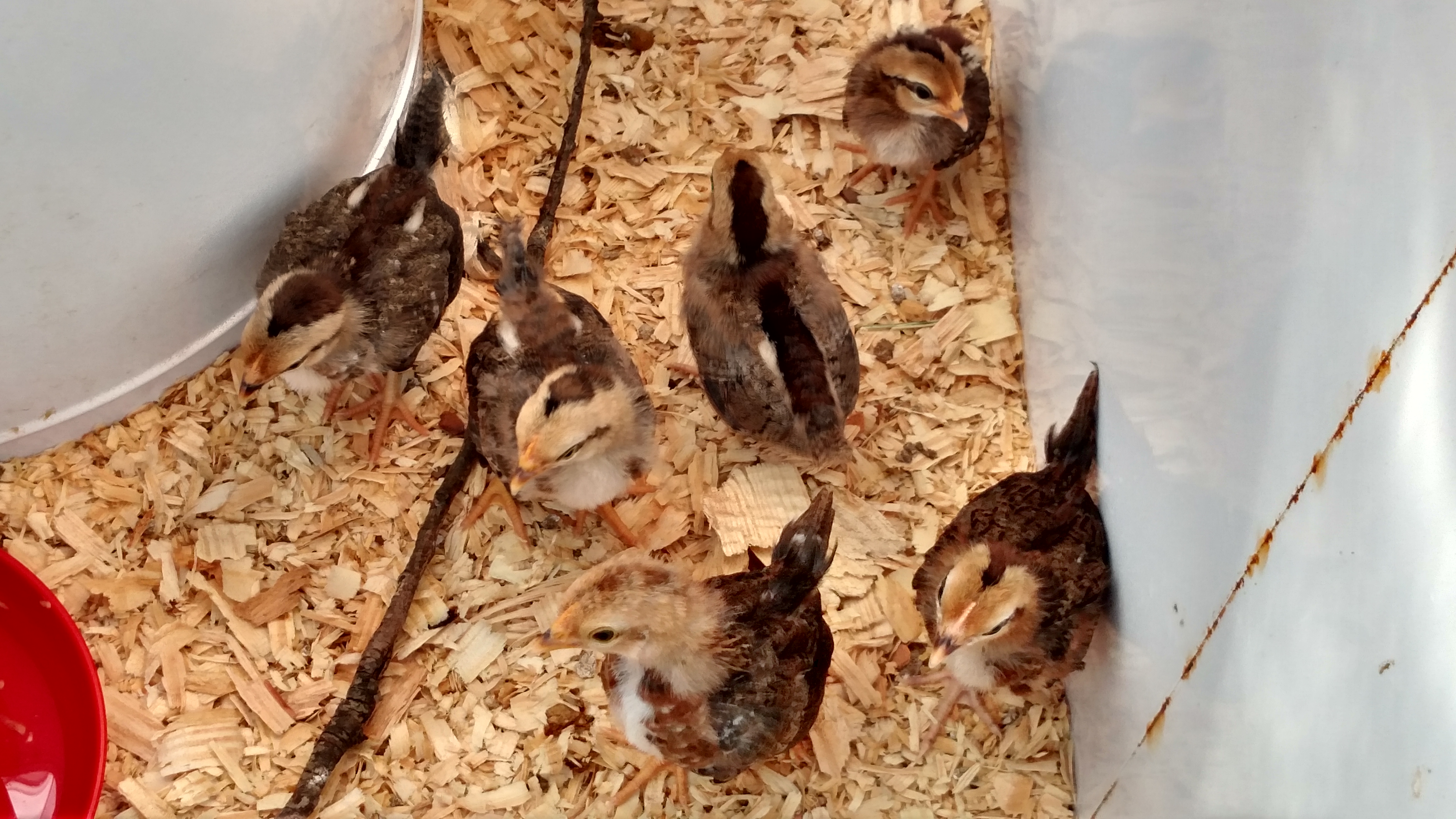 Latest pic of the sixlets.  Last hatchlings when others got sick.  These all have stayed healthy.  Trying my best to not spread any sickness to them.  Had stopped gathering eggs until Feb 2nd.  Had to get the sickness out of here.