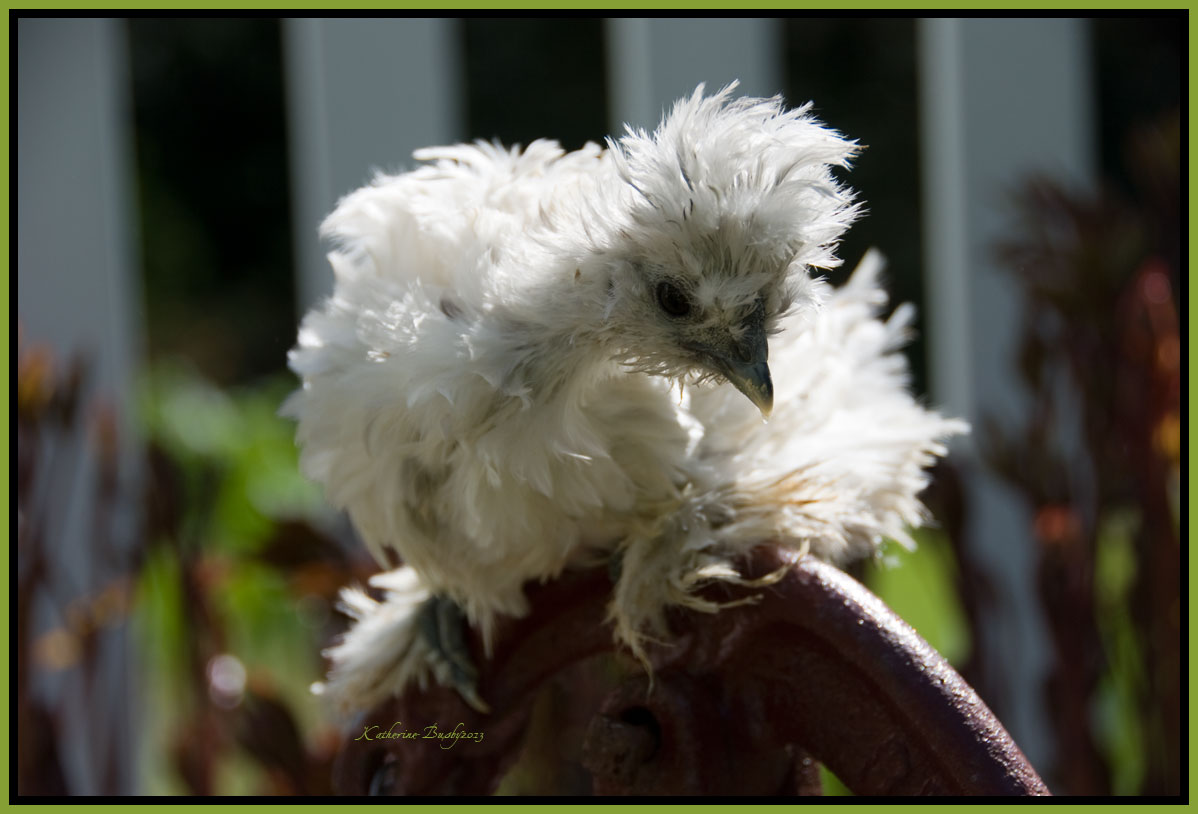 LaughingFeather Silkie