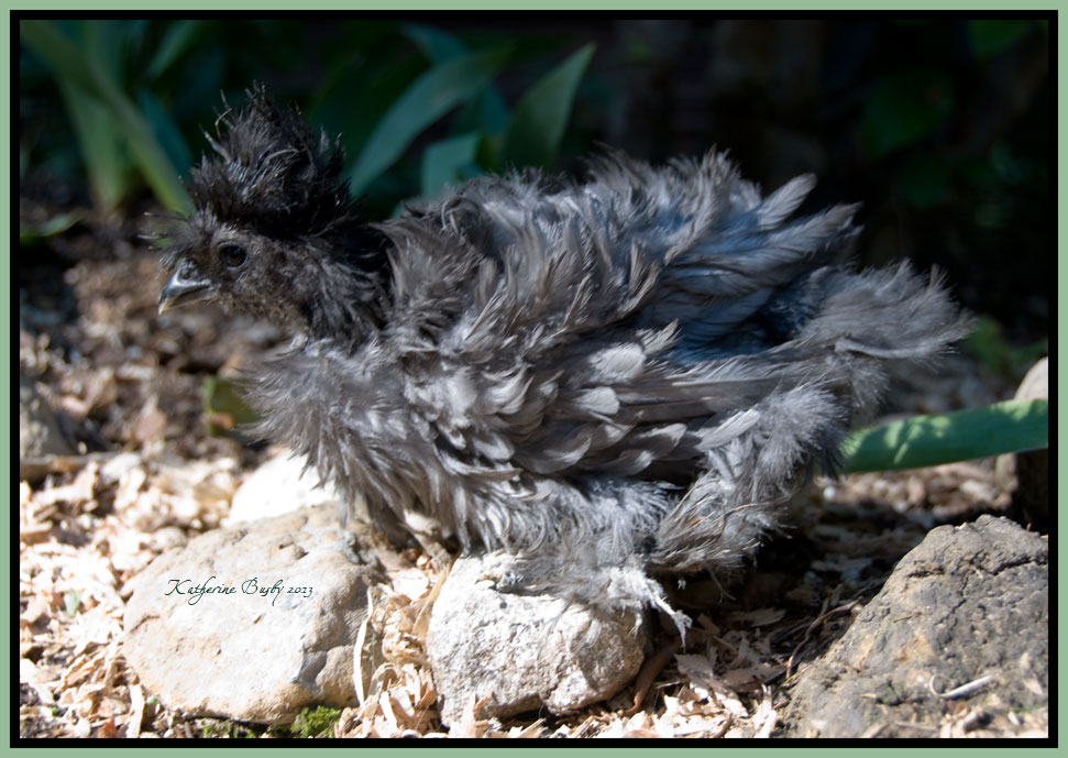 LaughingFeather Silkies