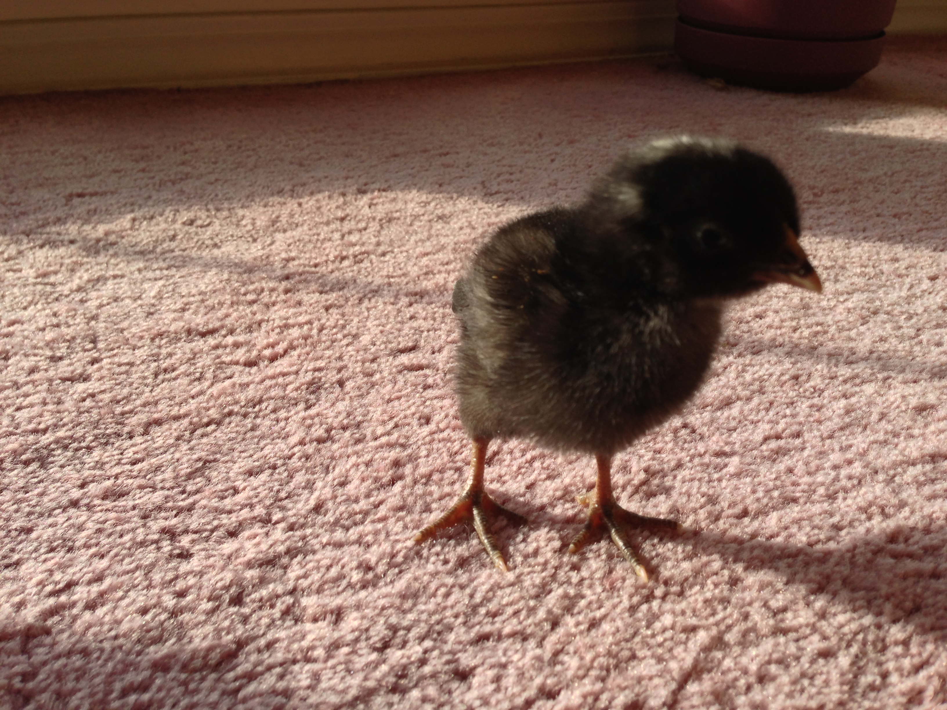 Laura, having an explore in the living room