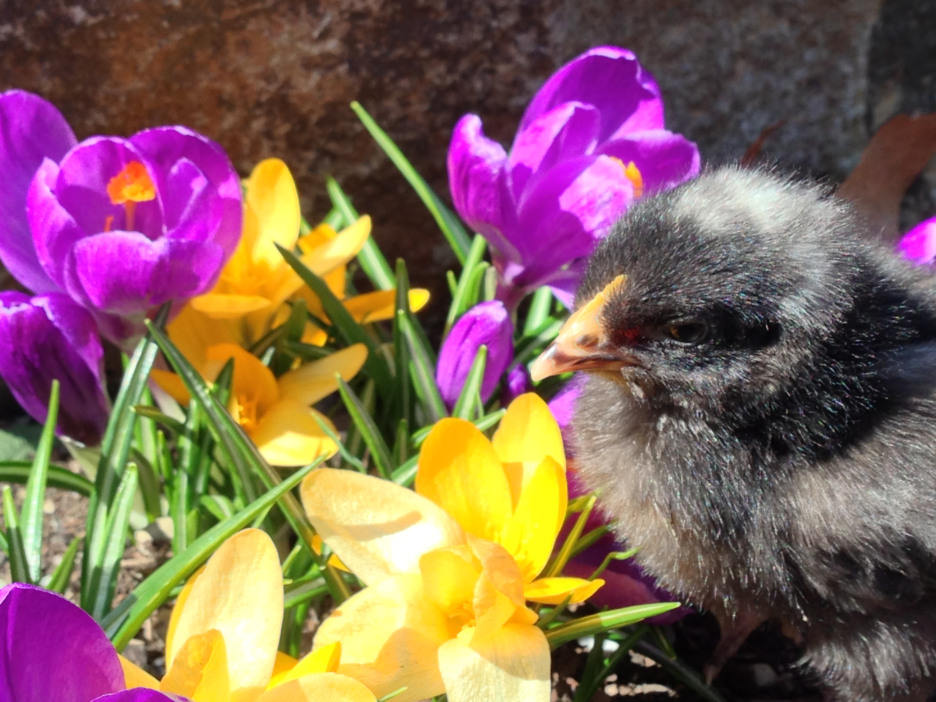 Laura, modeling for an Easter shoot