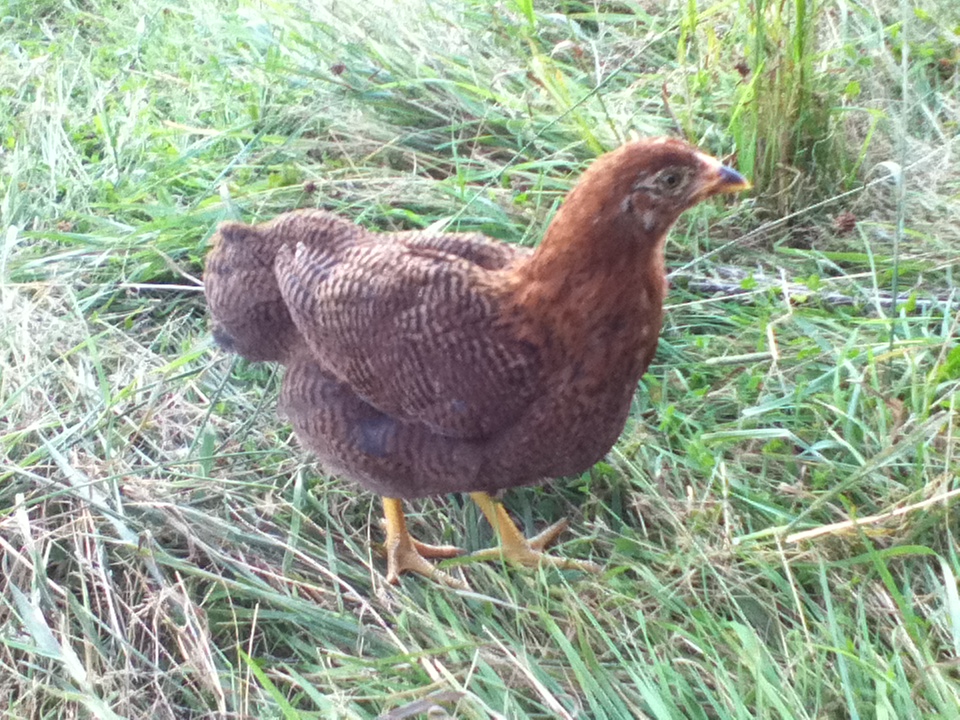 Laura - Partridge Chantecler