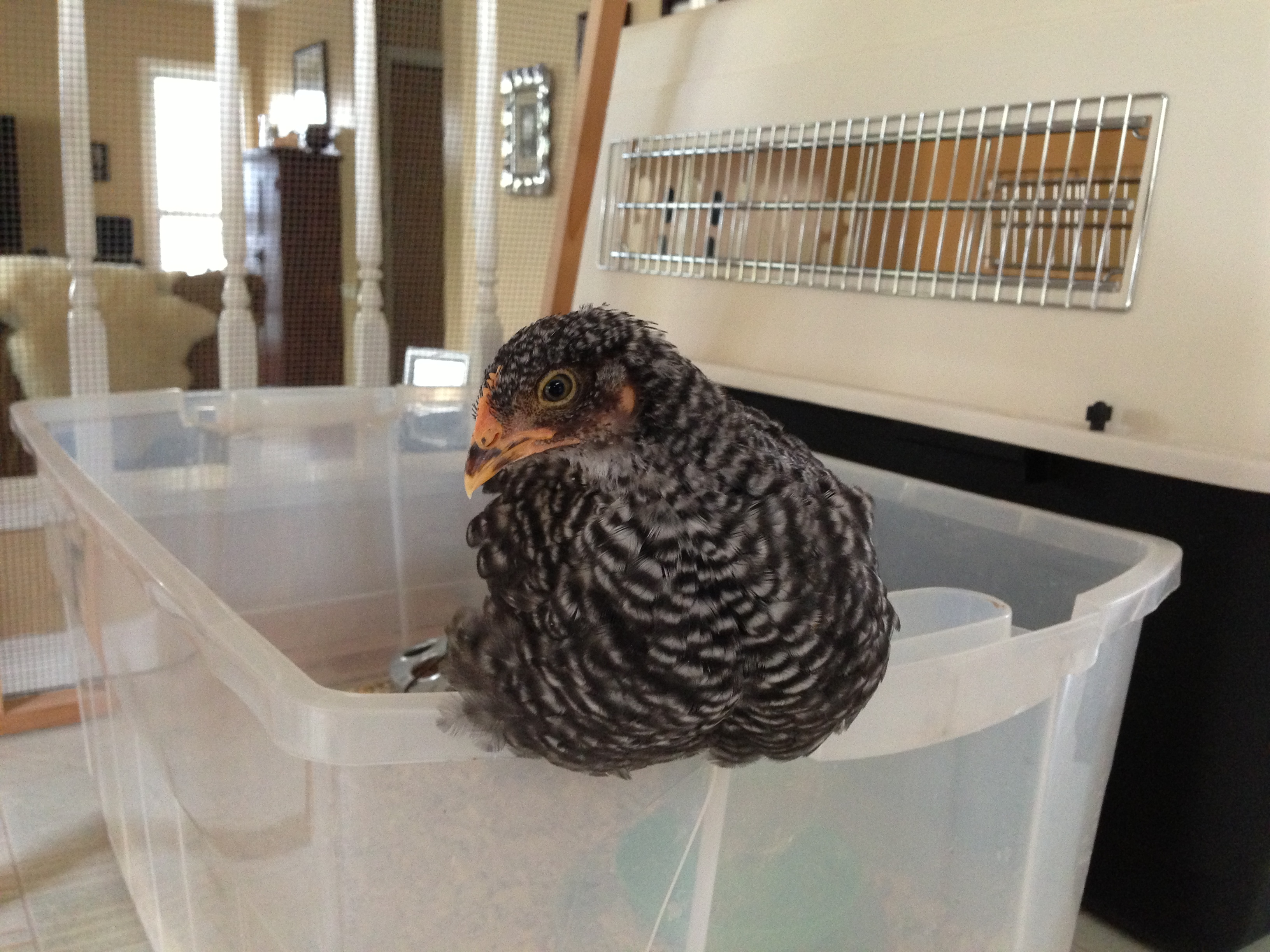 Laura, the Barred Rock