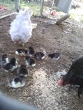 Lav AM Hen X Black Smith/Blehm roo - brooded and hatched 9!